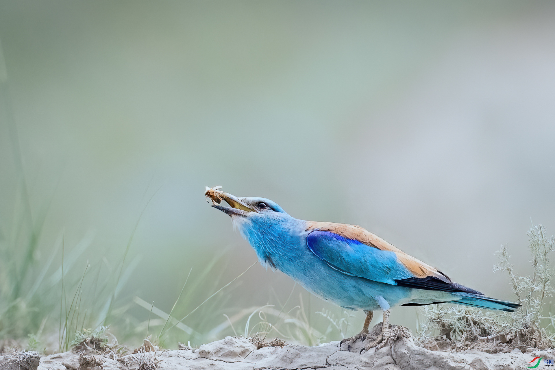 _60I3698---1 -35.jpg