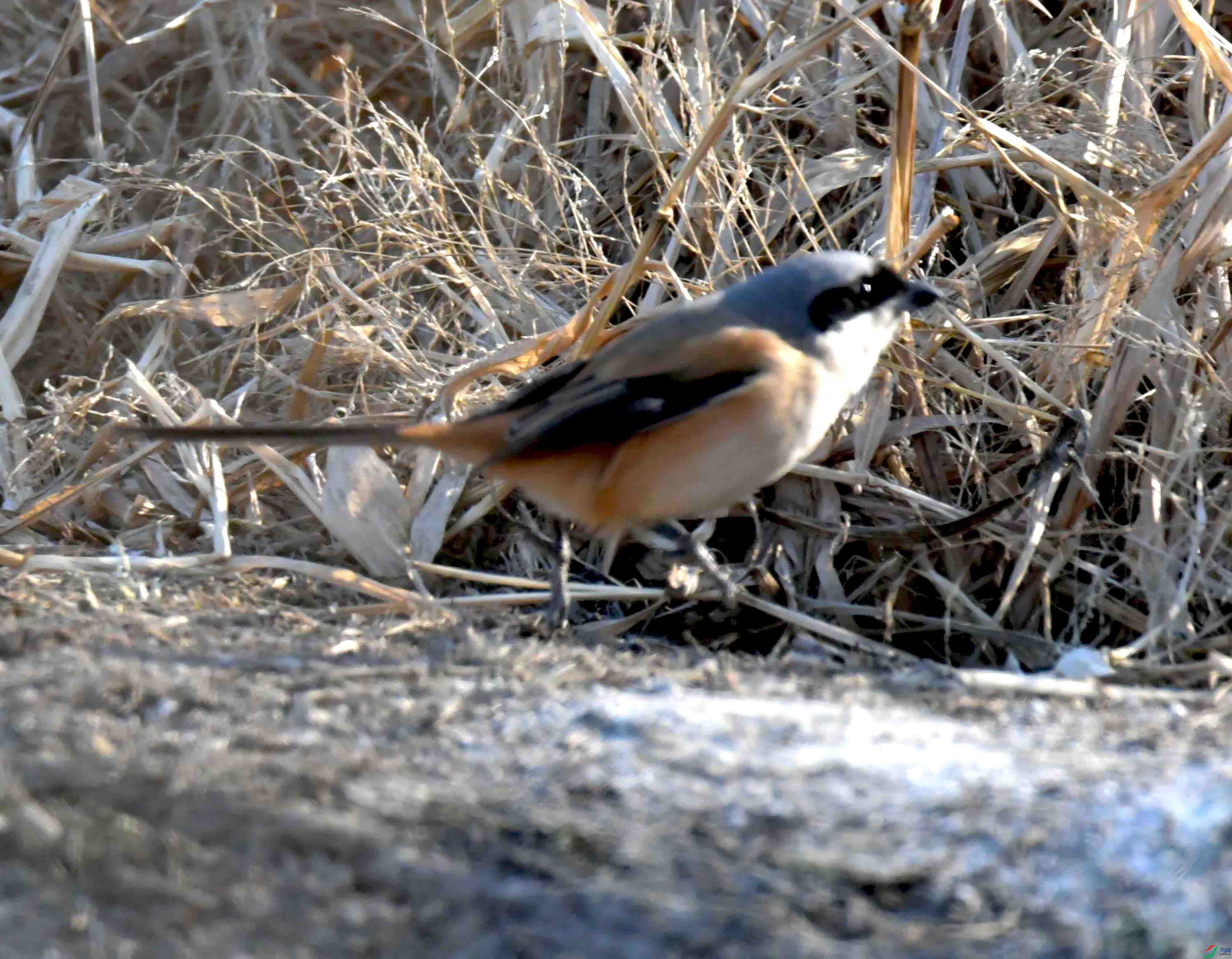DSC_2444.JPG
