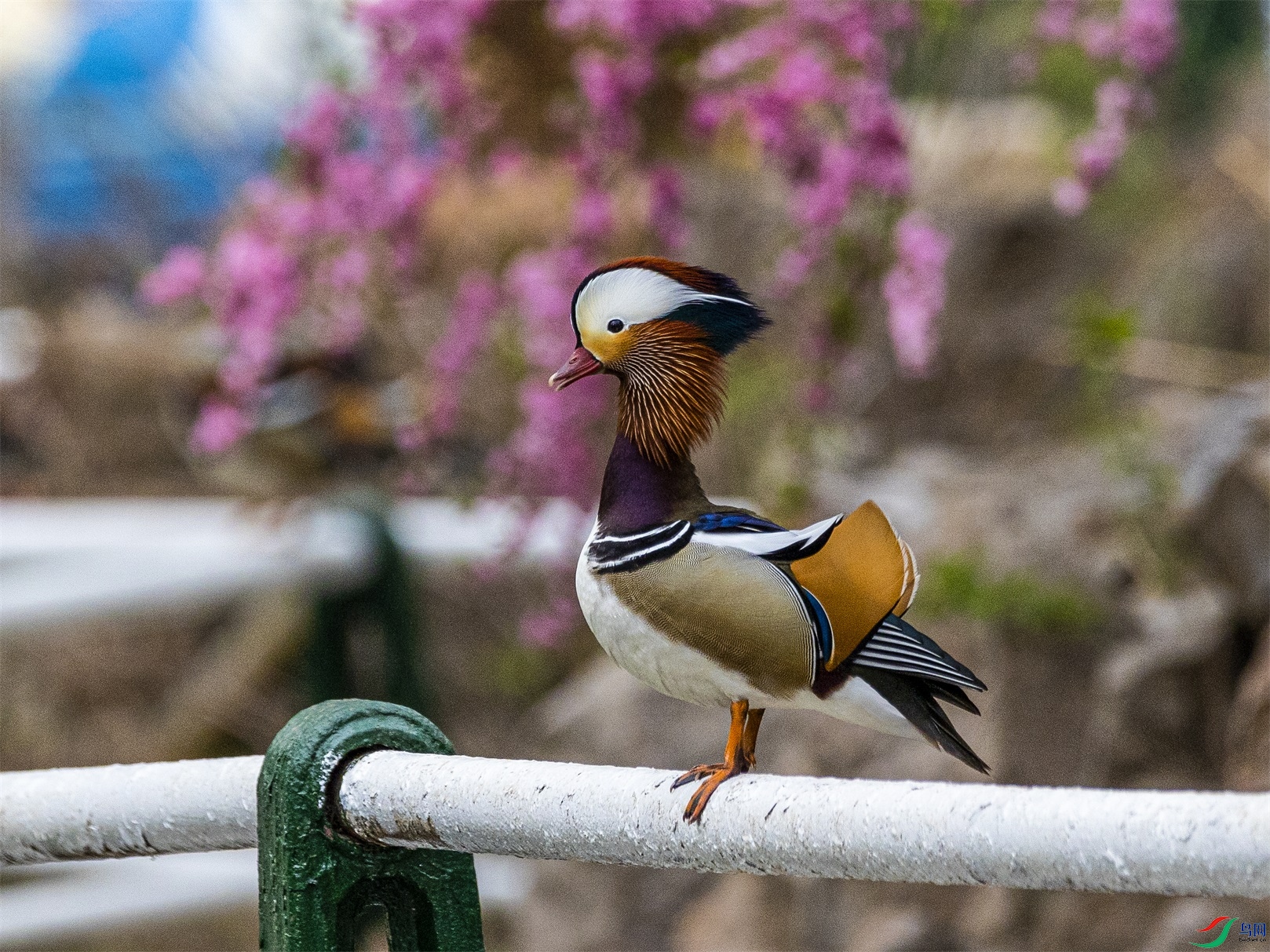 1K3A3559 ����1.jpg