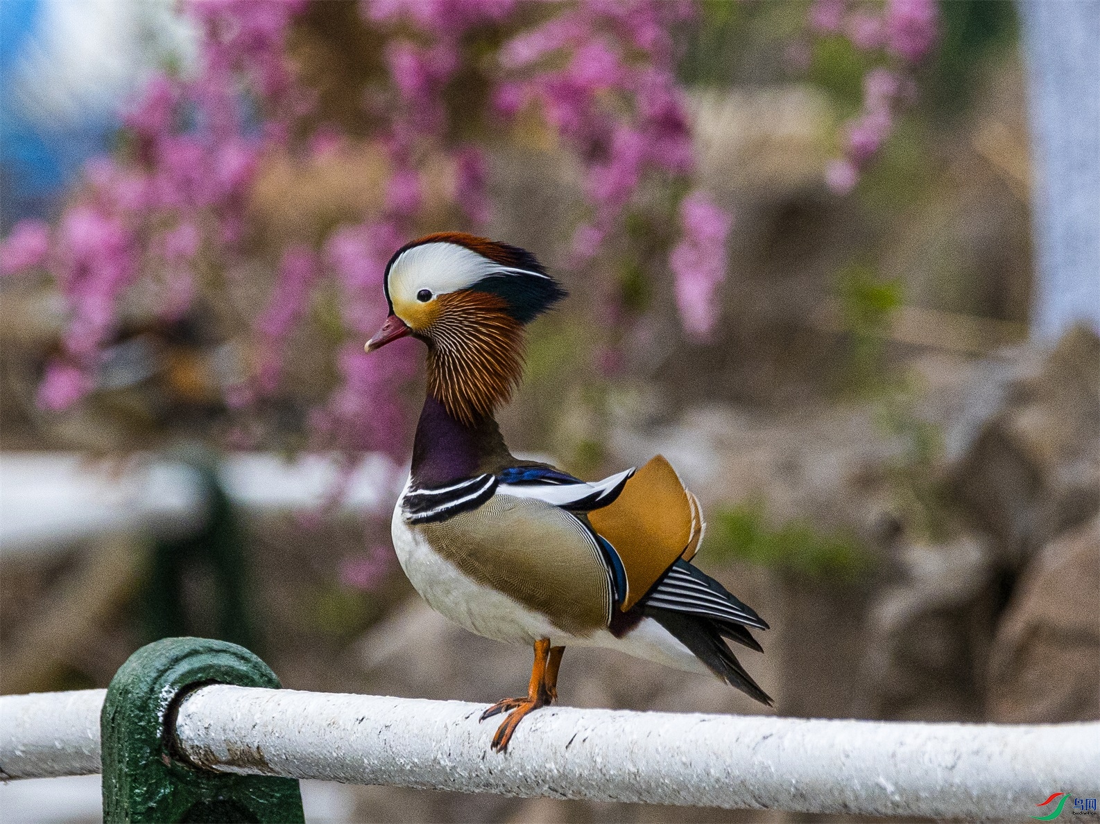 1K3A3558 ����1.jpg