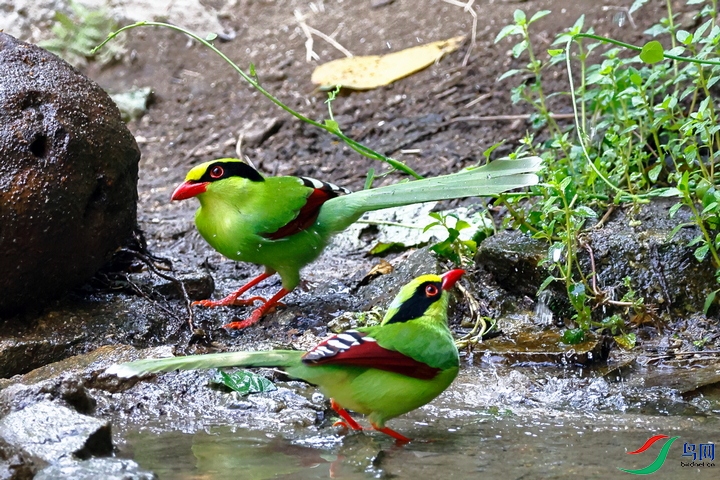 ����ȵ008 720x480.jpg