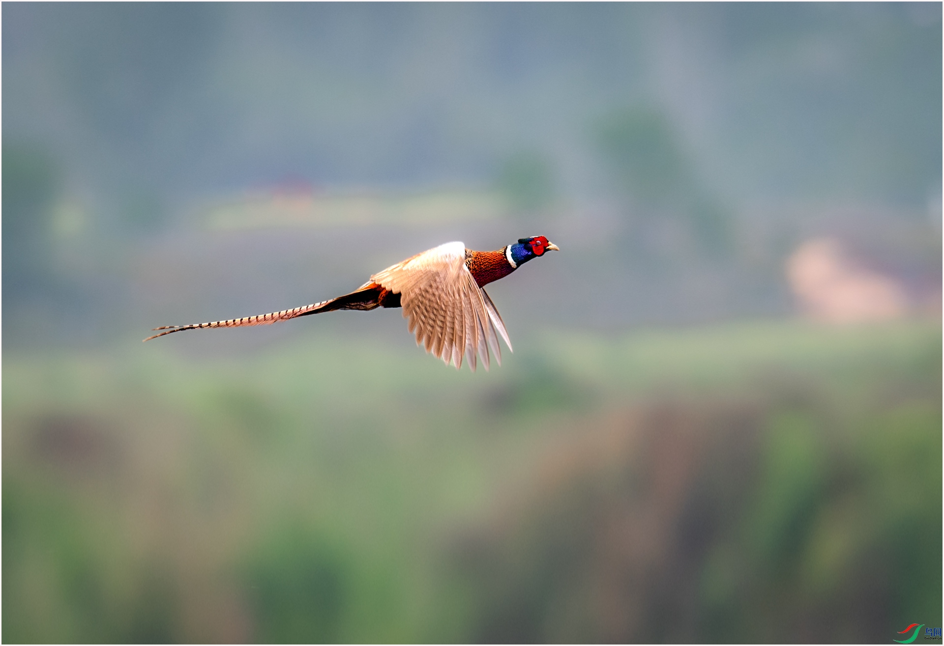 _DSC0230-1SSSSSSS.jpg