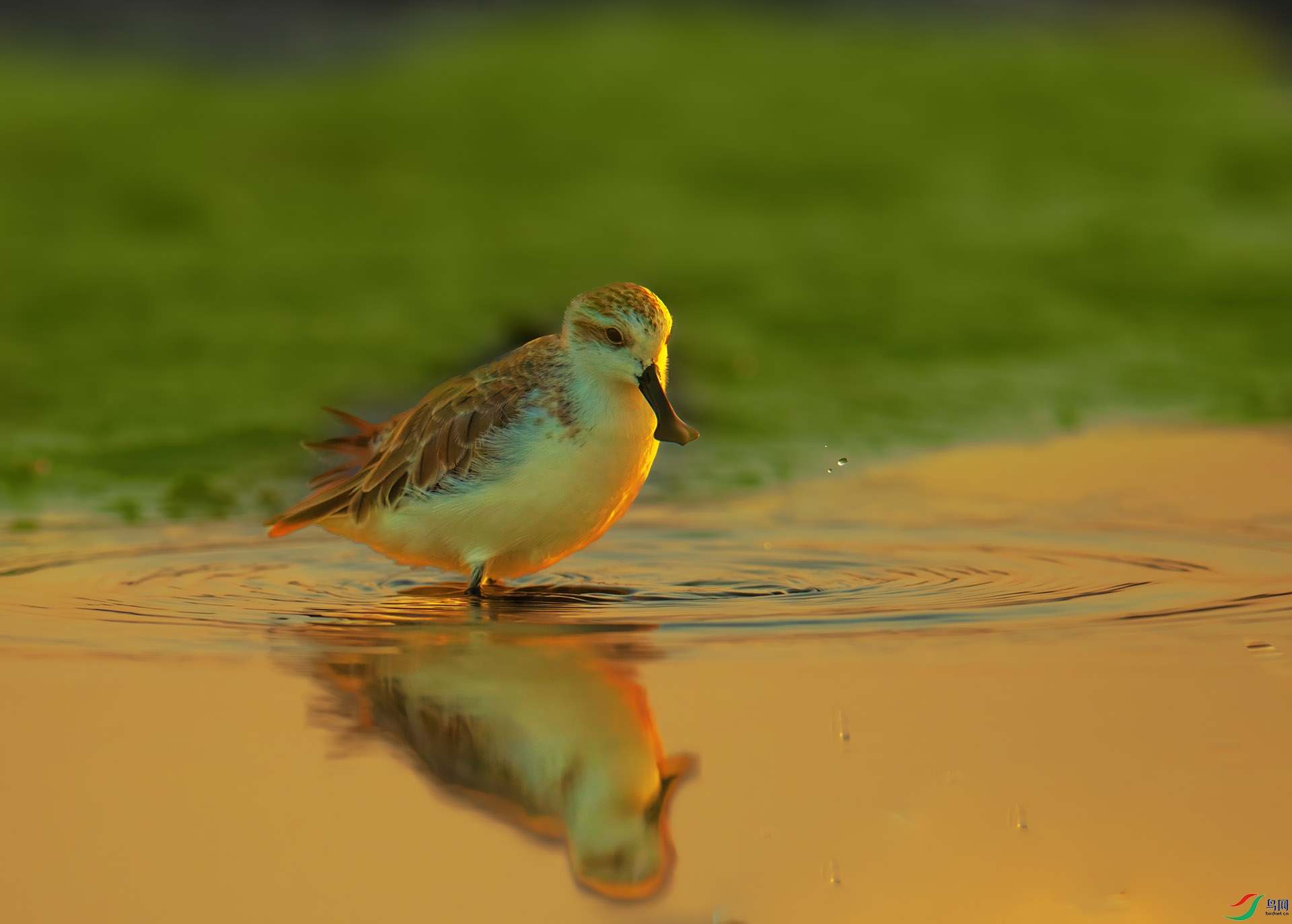 DSC_1609-1.jpg