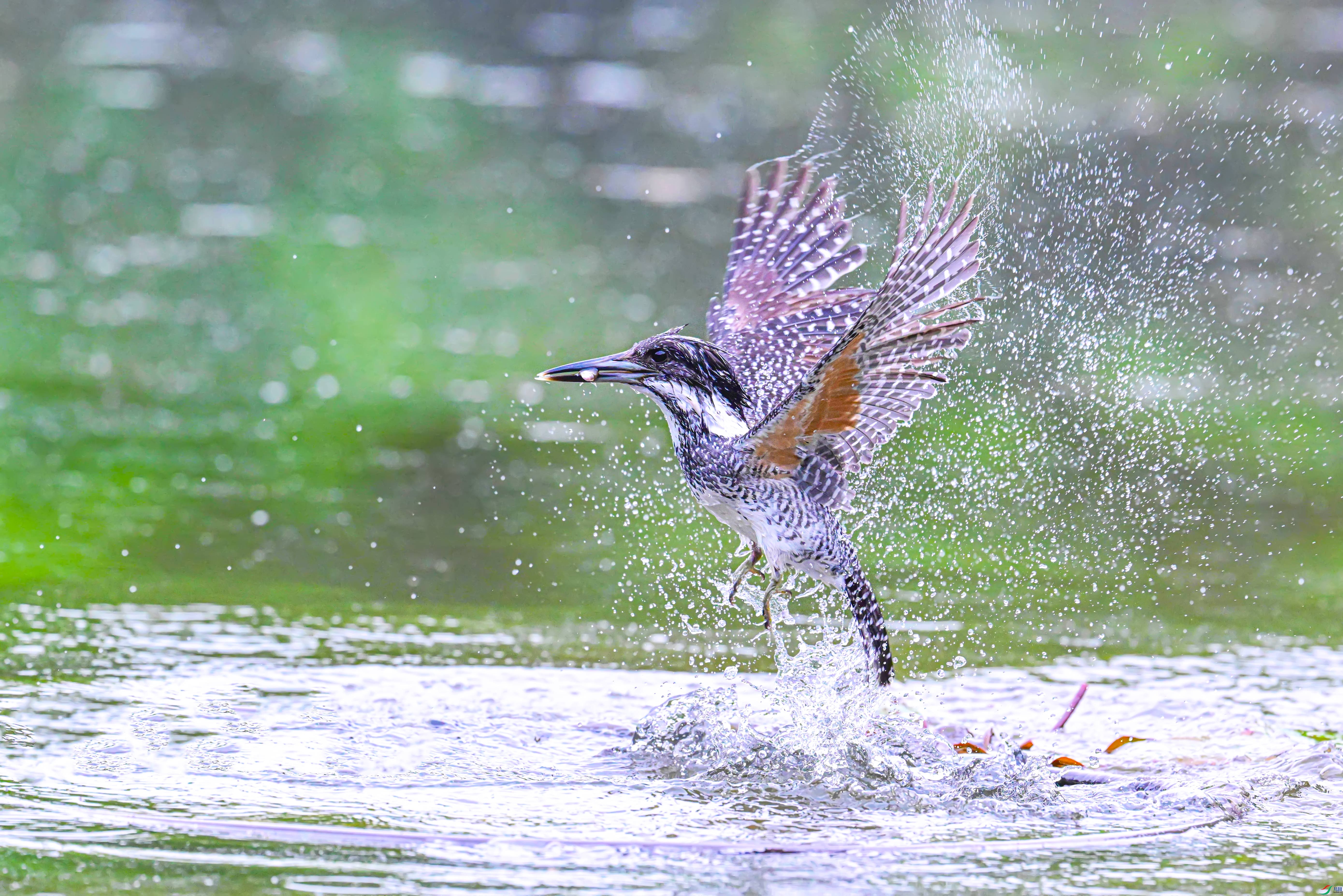 DSC_1500---.jpg