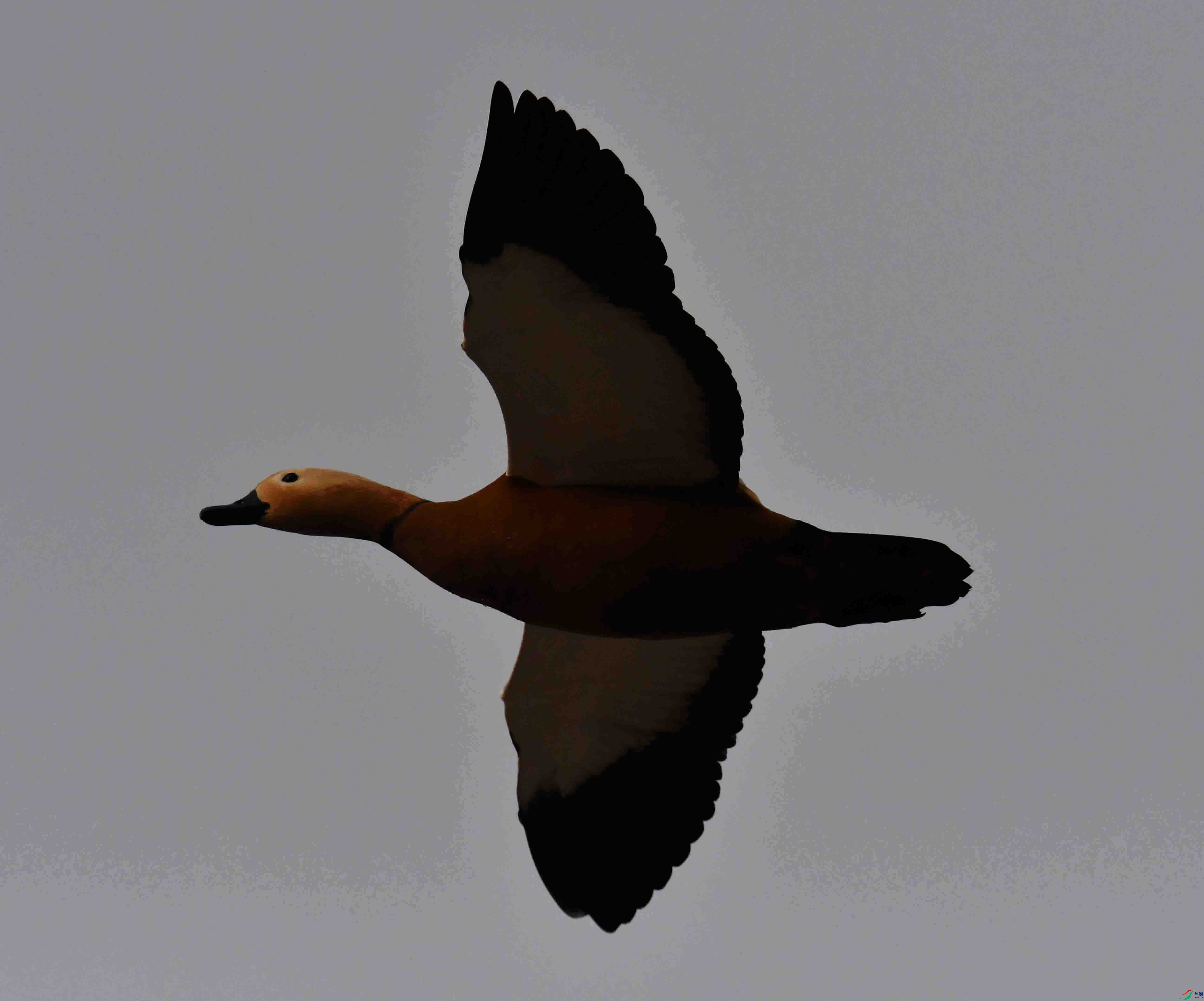 DSC_0333.JPG