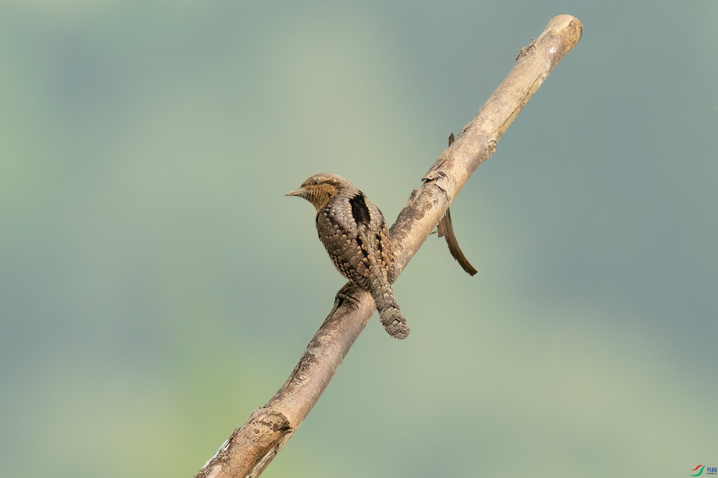 DSC_0116-1.jpg