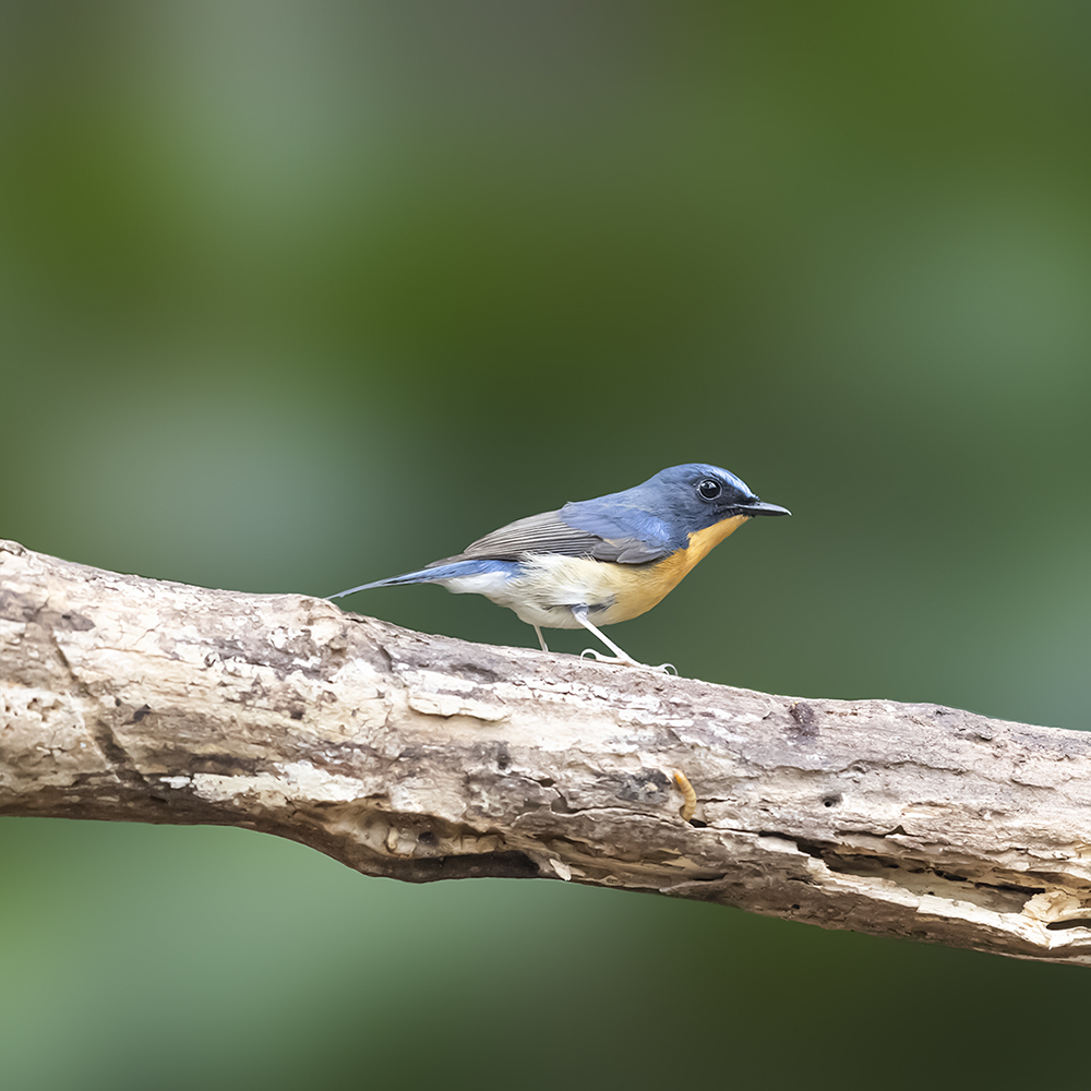 2F5A5579 ����.psd2 ����.jpg22.jpg