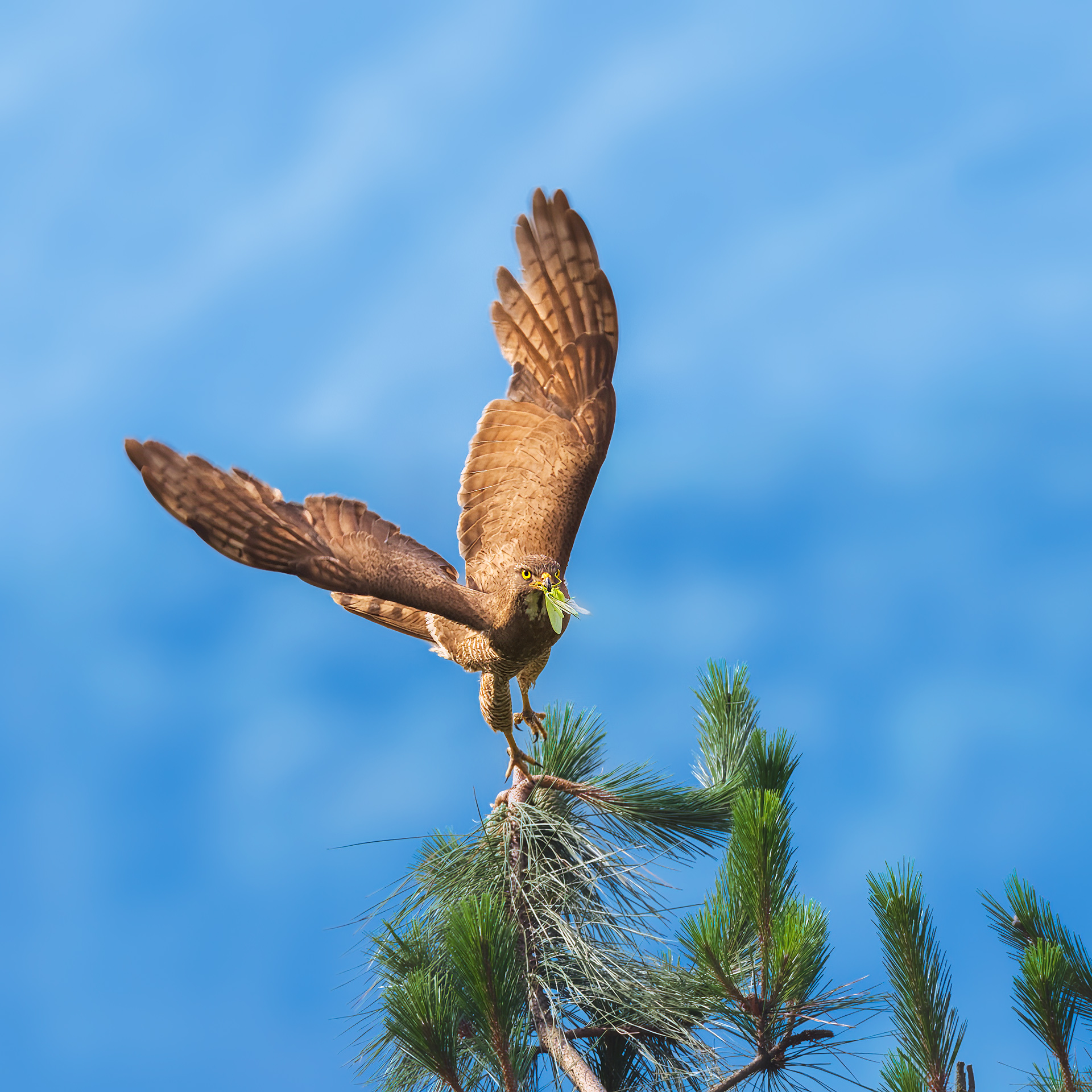 _DSC8555-topaz-denoiseraw-sharpen.jpg