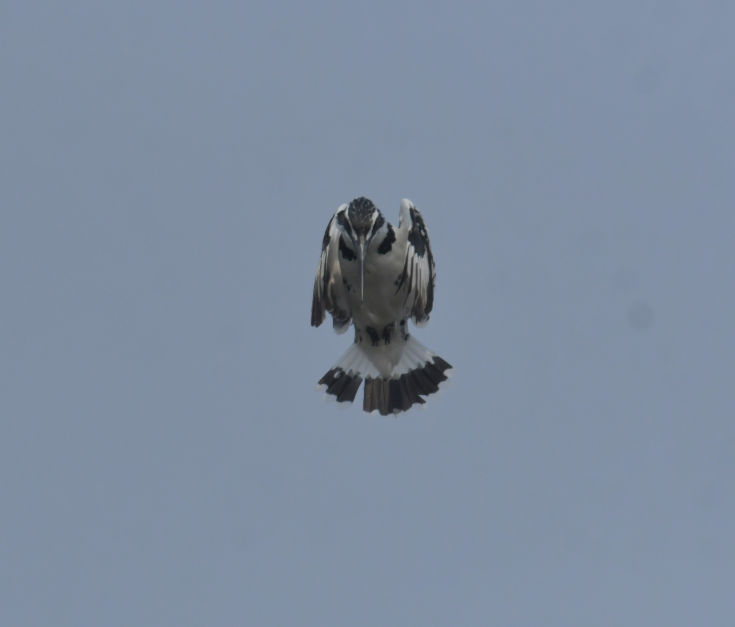 DSC_0818.JPG