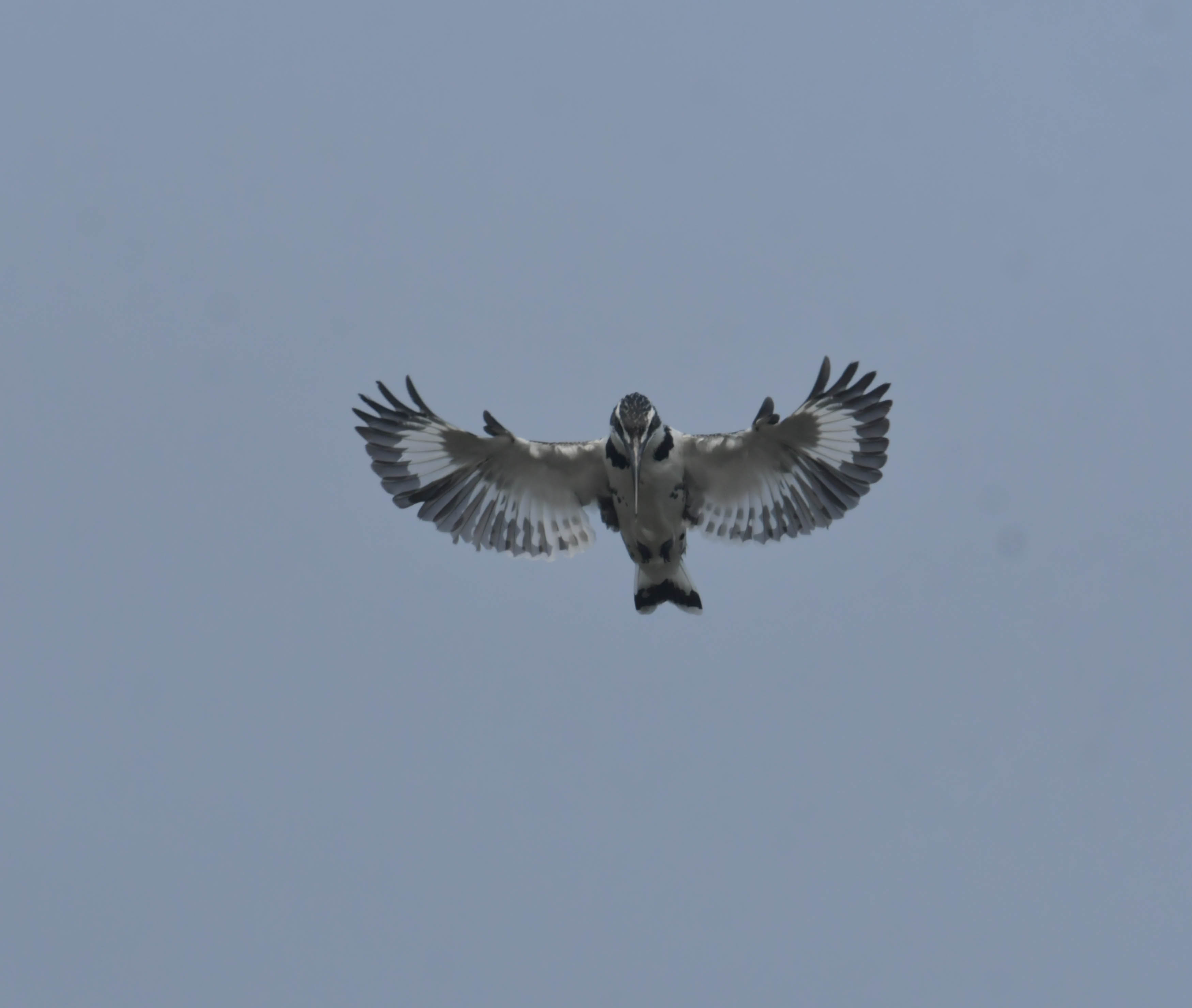 DSC_0817.JPG