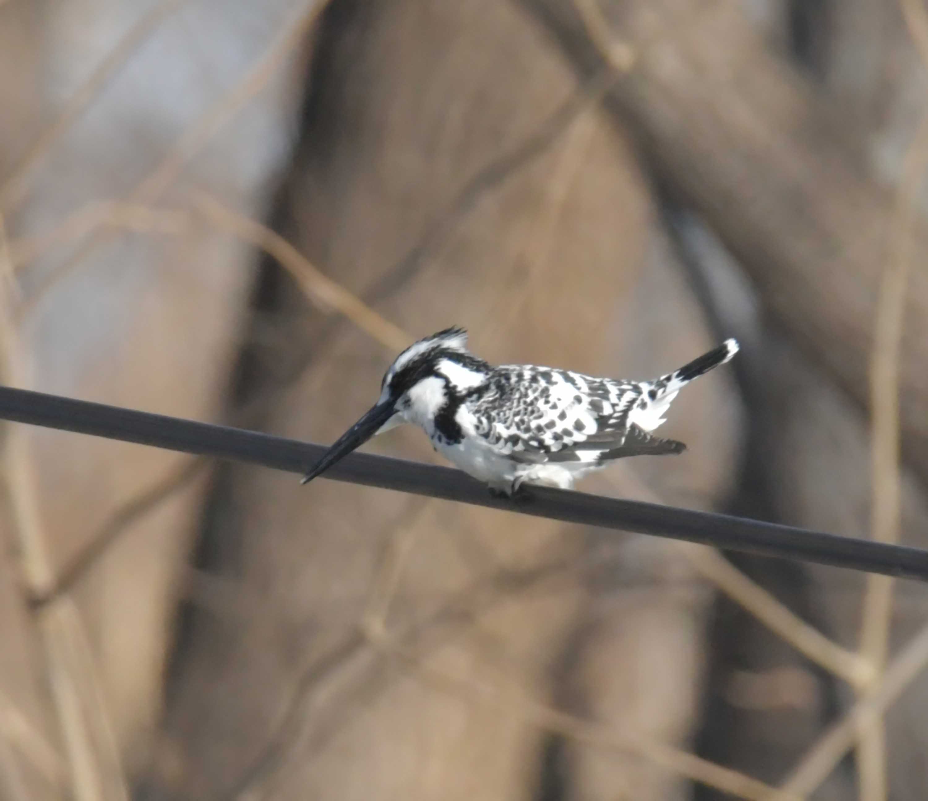 DSC_0848.JPG