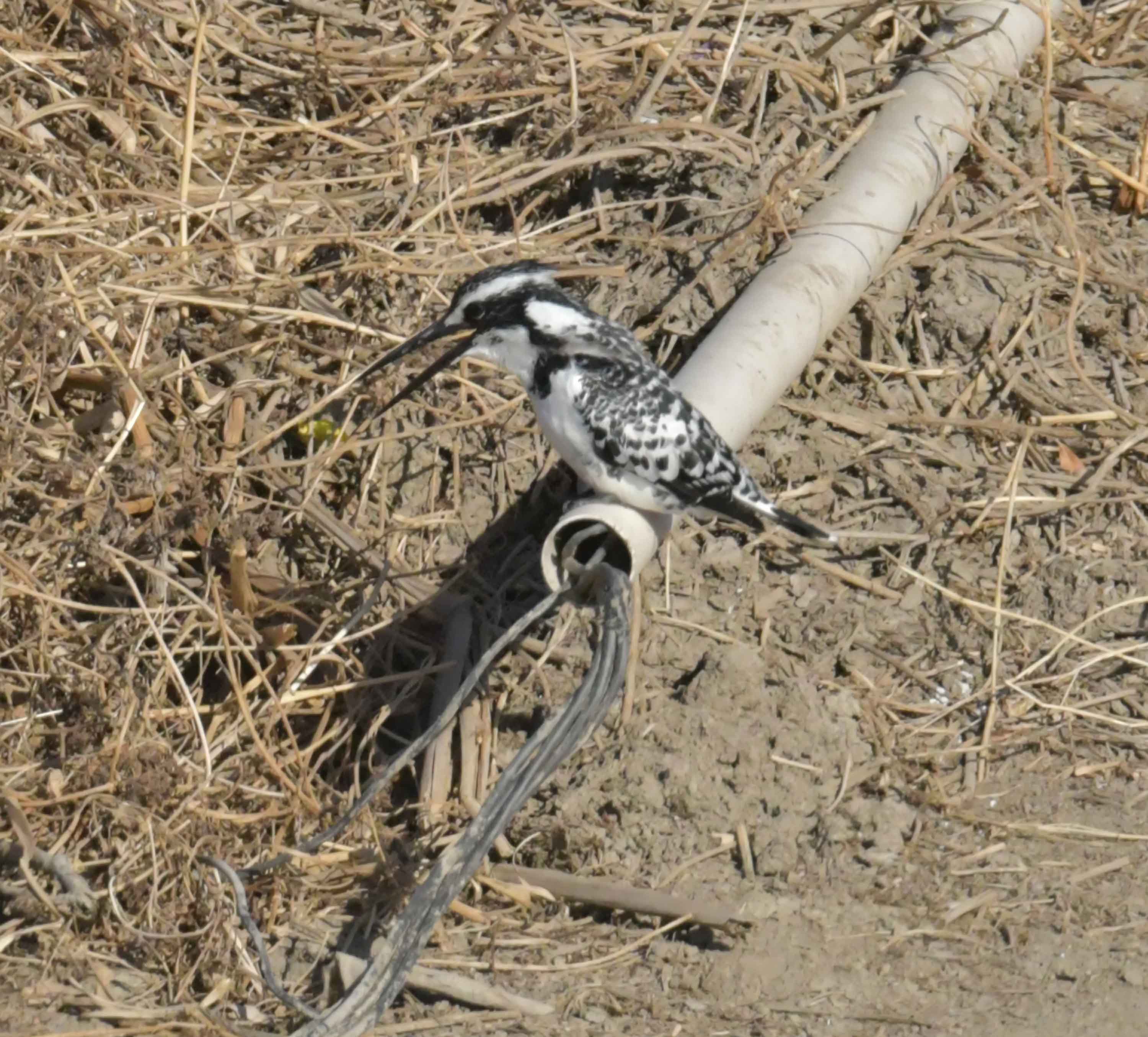 DSC_0857.JPG