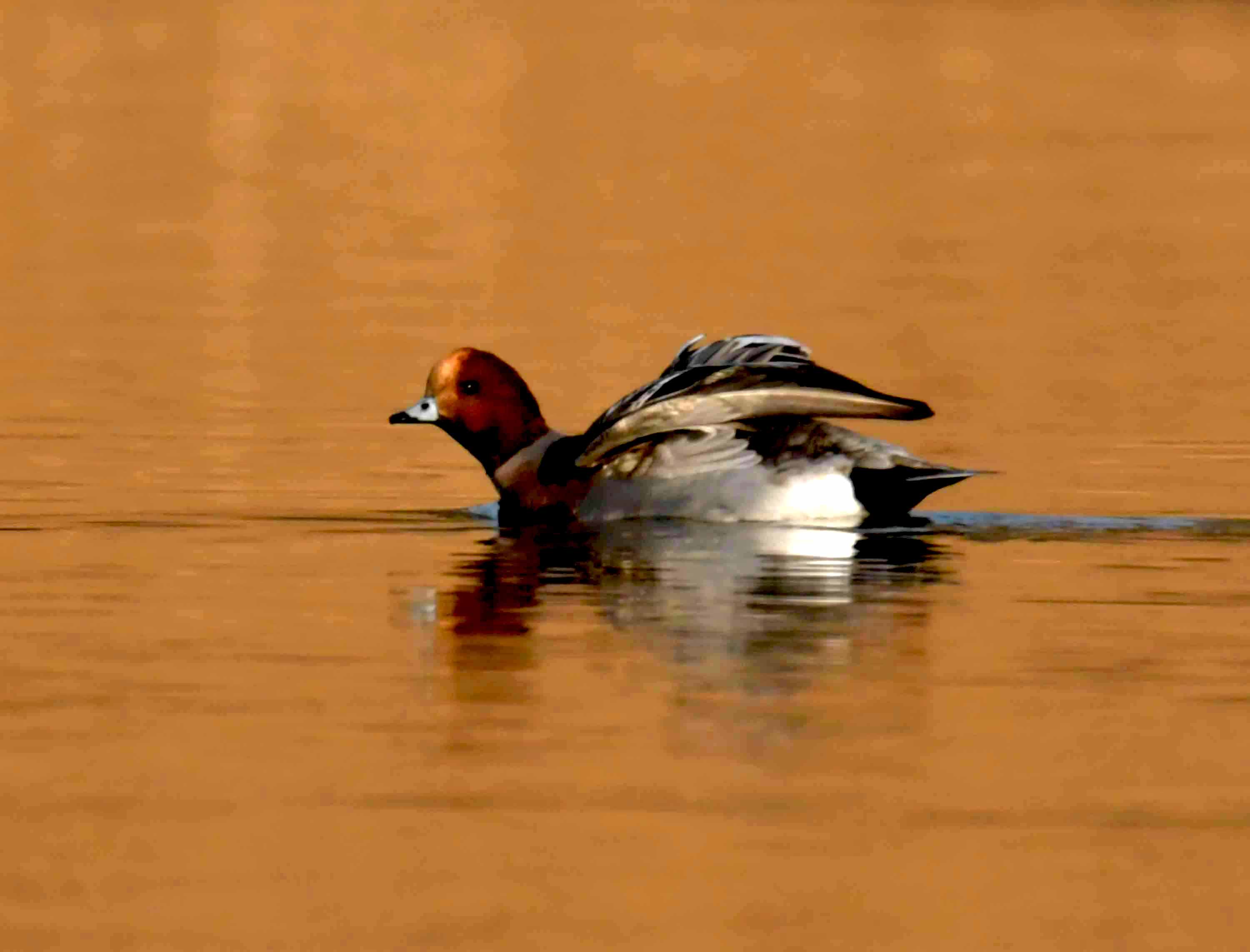 DSC_1196.JPG