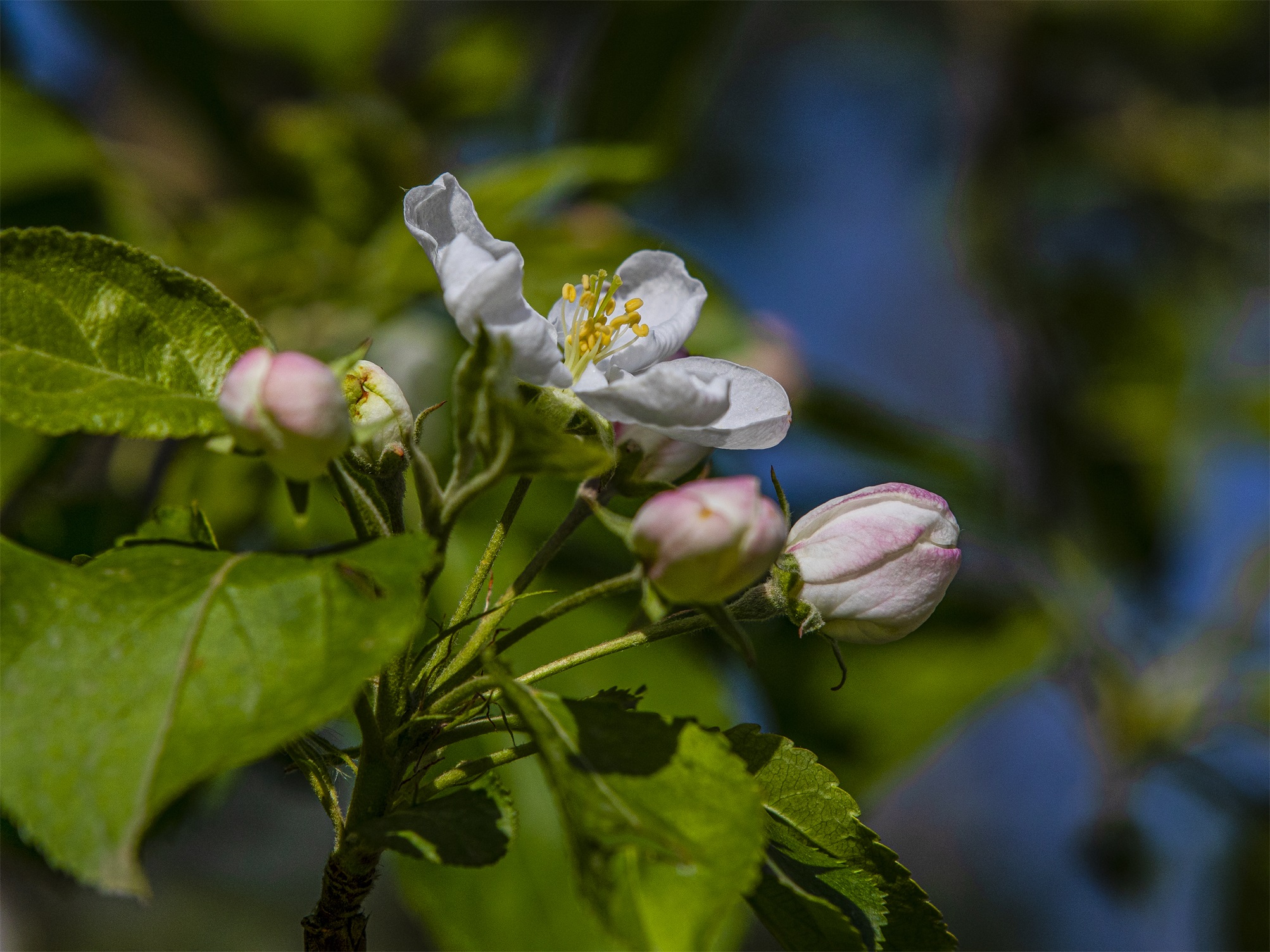 CY4A8427 ����1.jpg