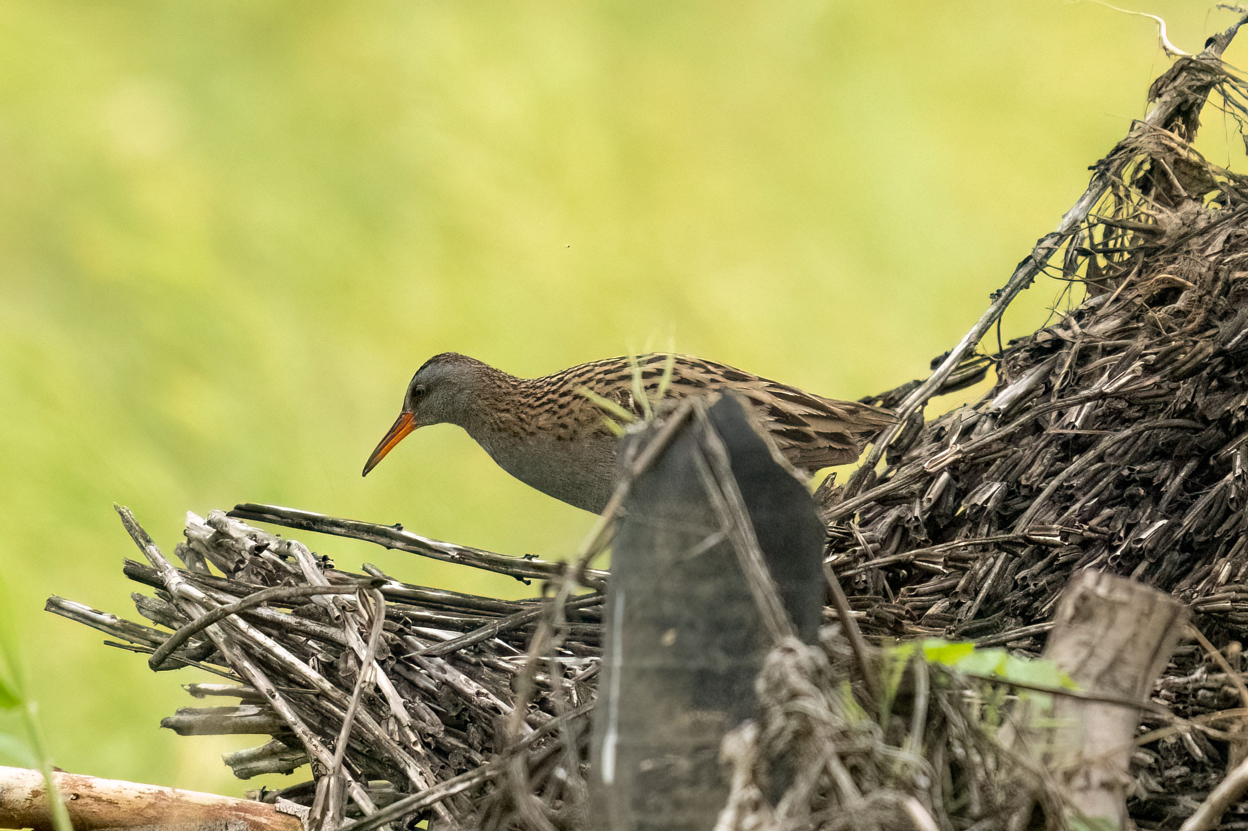 DSC_0552.jpg