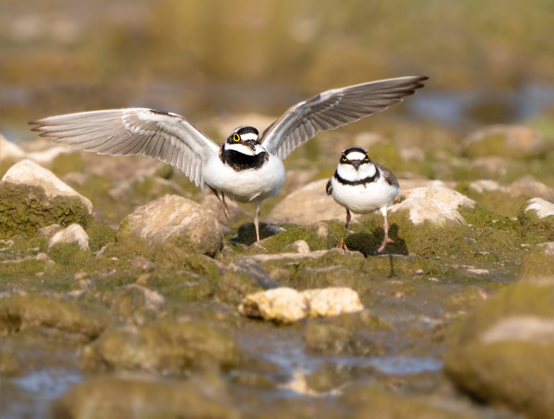 _DSC4296 ����.jpg