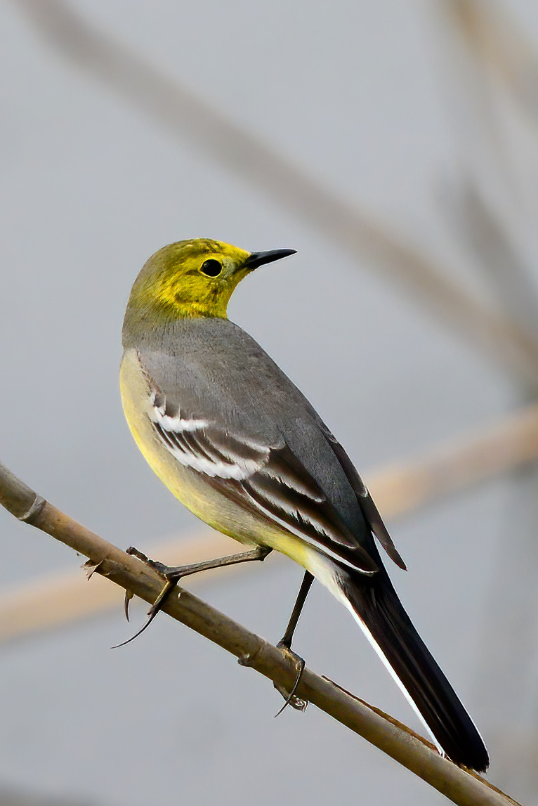 DSC_6686.JPG