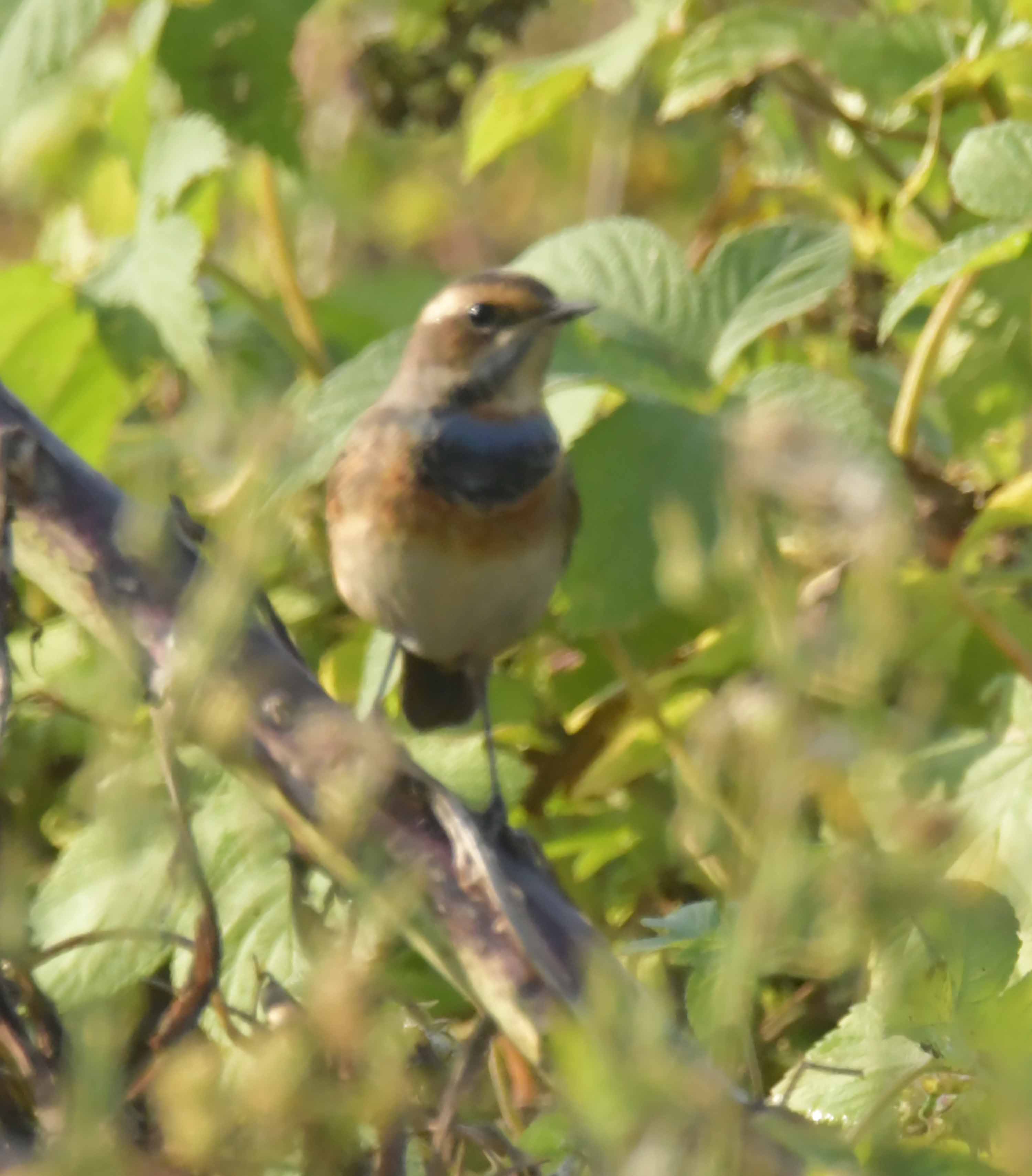 DSC_1125.JPG