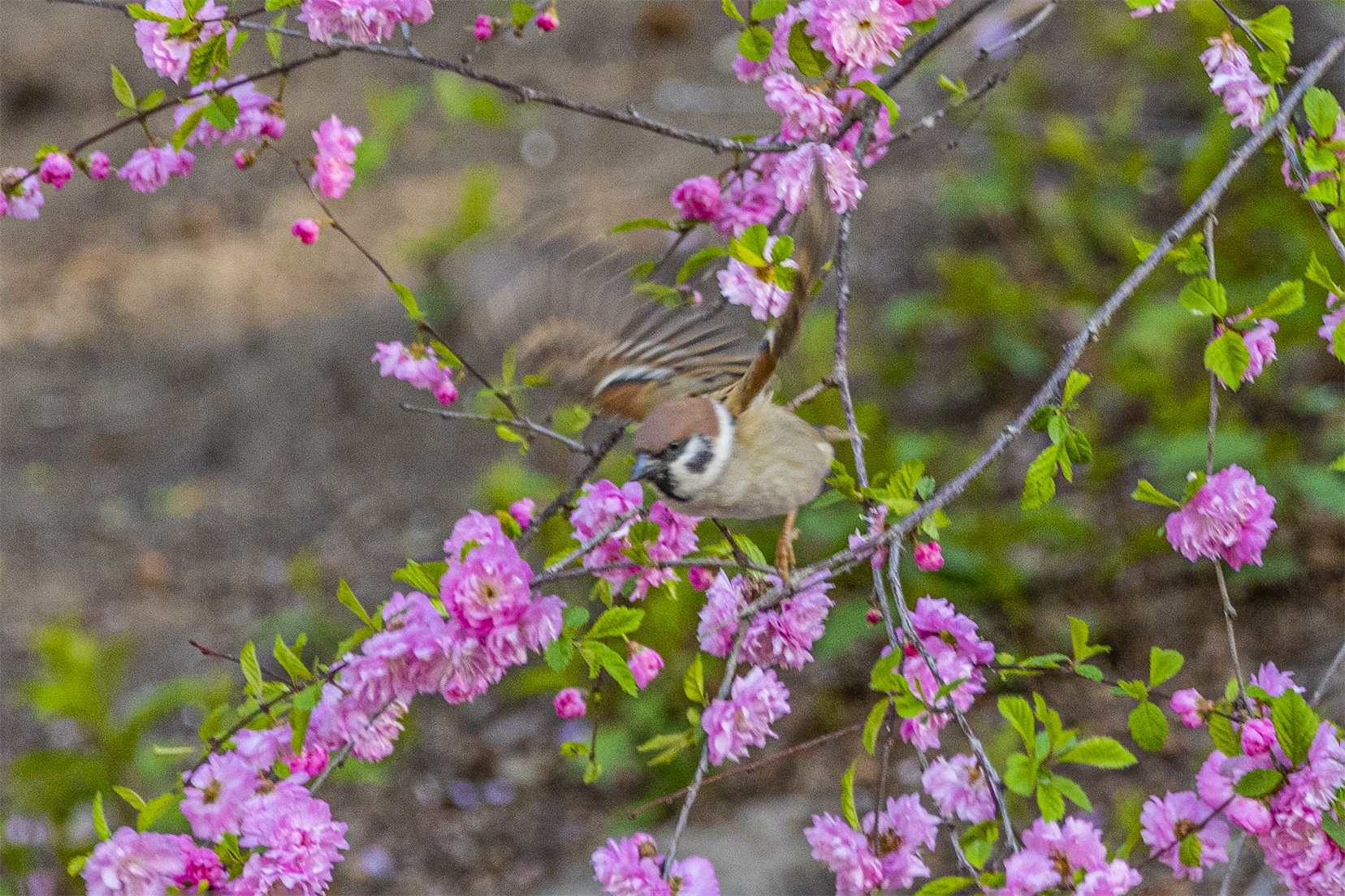 1K3A0882 ����1.jpg