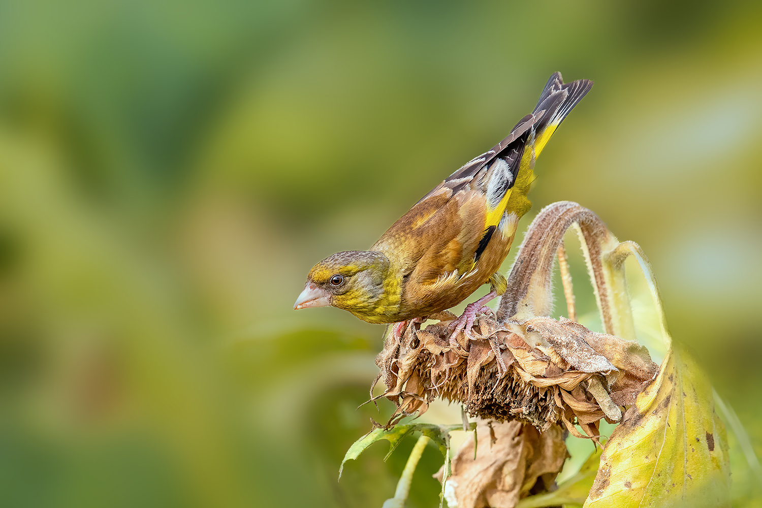 11BD0I9329 NW����.jpg