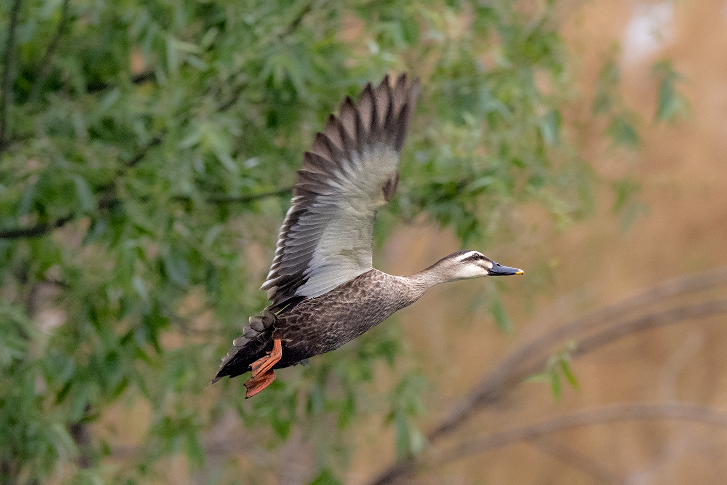 DSC_9421.jpg