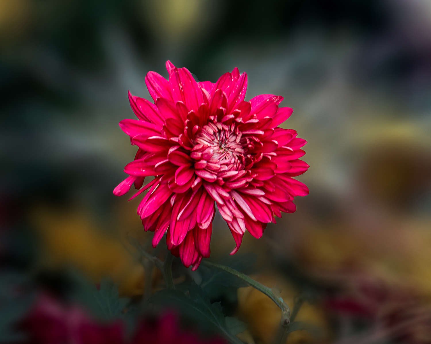 00100583sIMG_6019 ����� 1000k.jpg