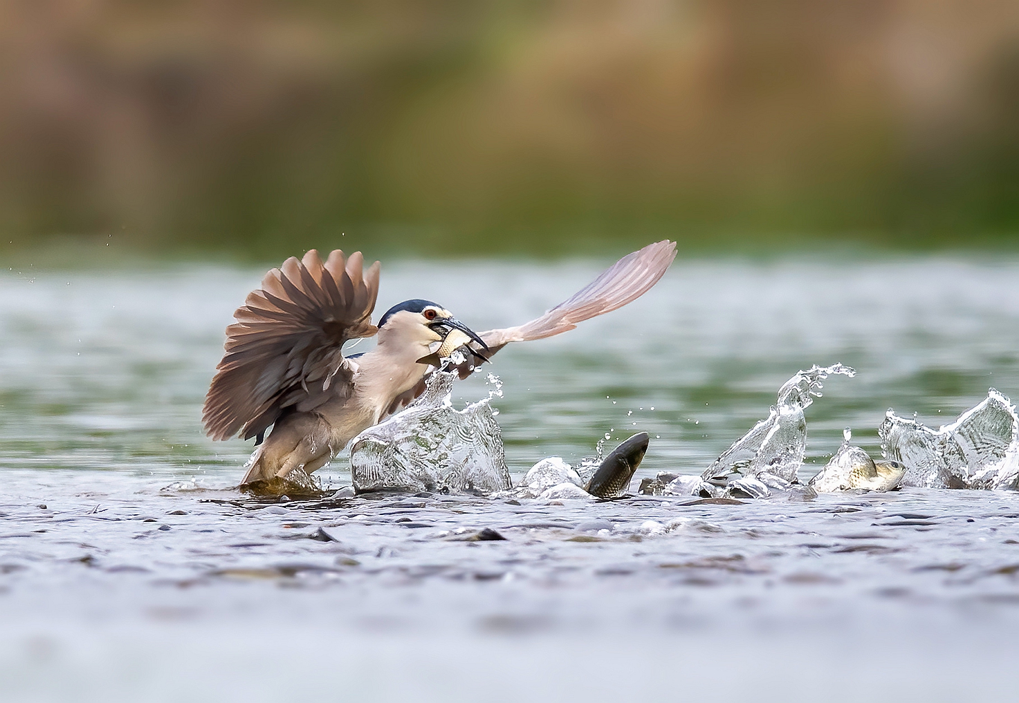 DSC_6351 ����_����.jpg