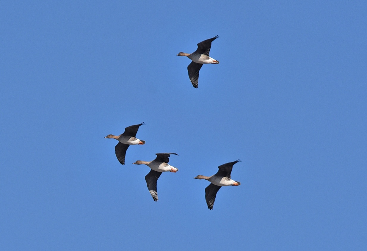 DSC_1488df2.jpg