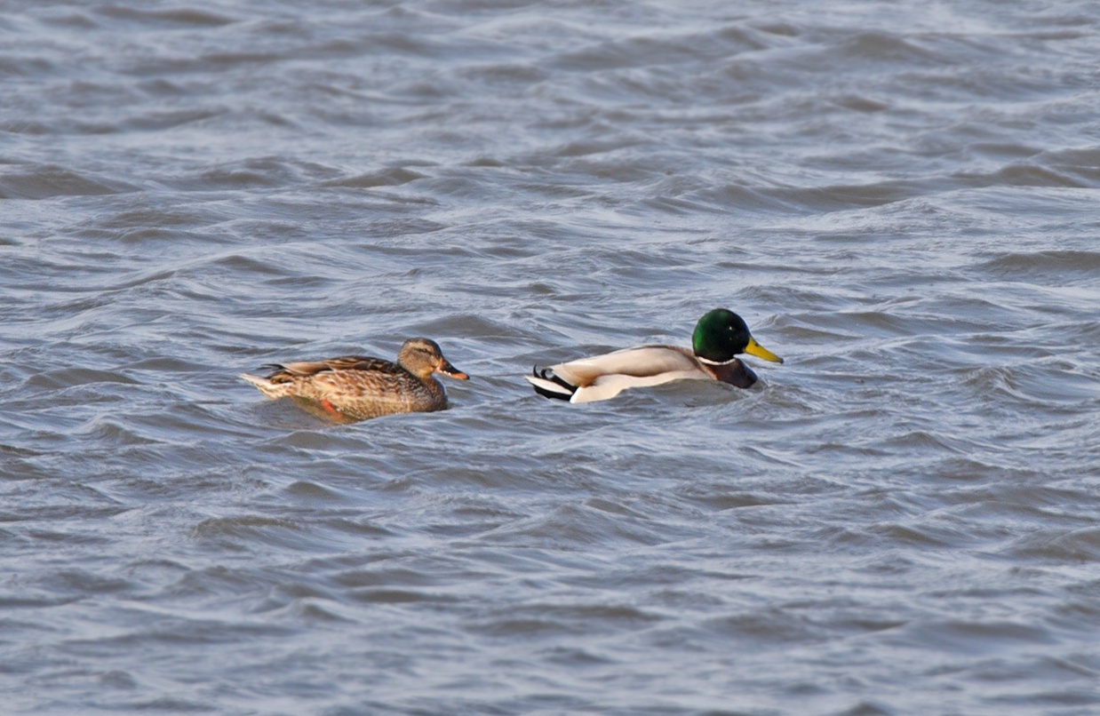 DSC_8608.jpg