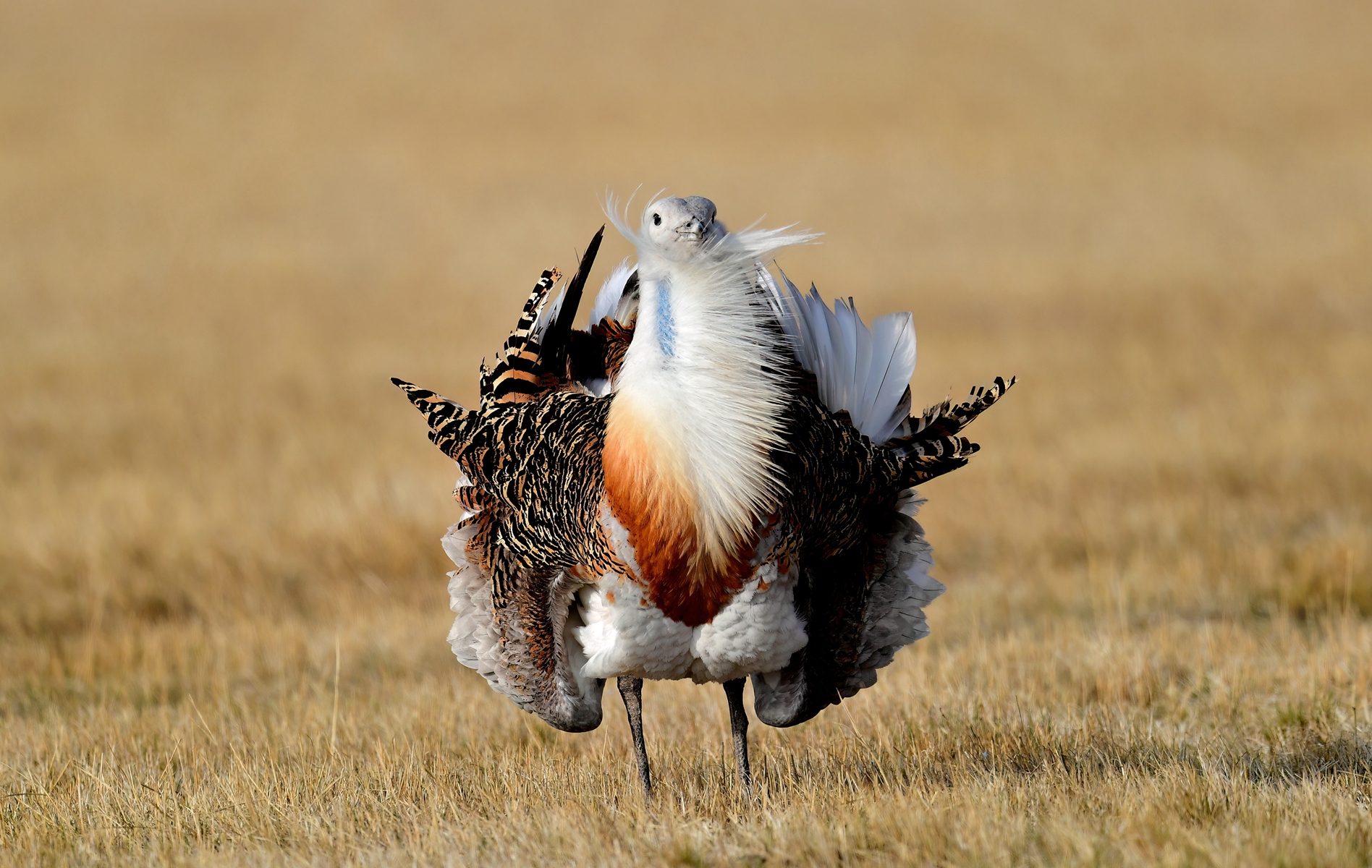 WZL_0018.jpg