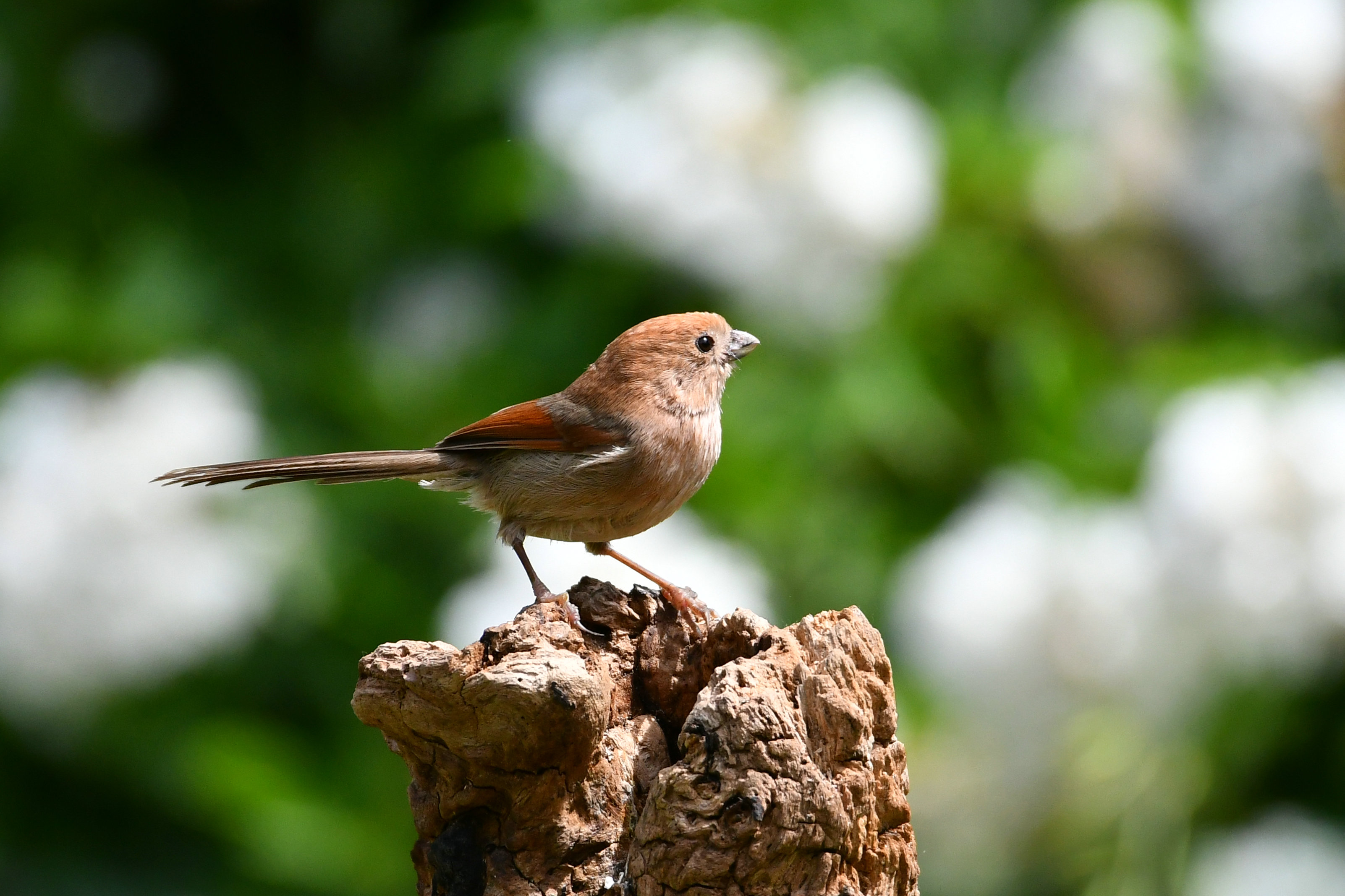DSC_6065.JPG