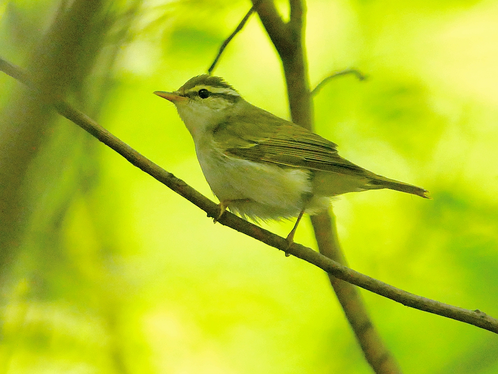 P9620141 - ����.JPG