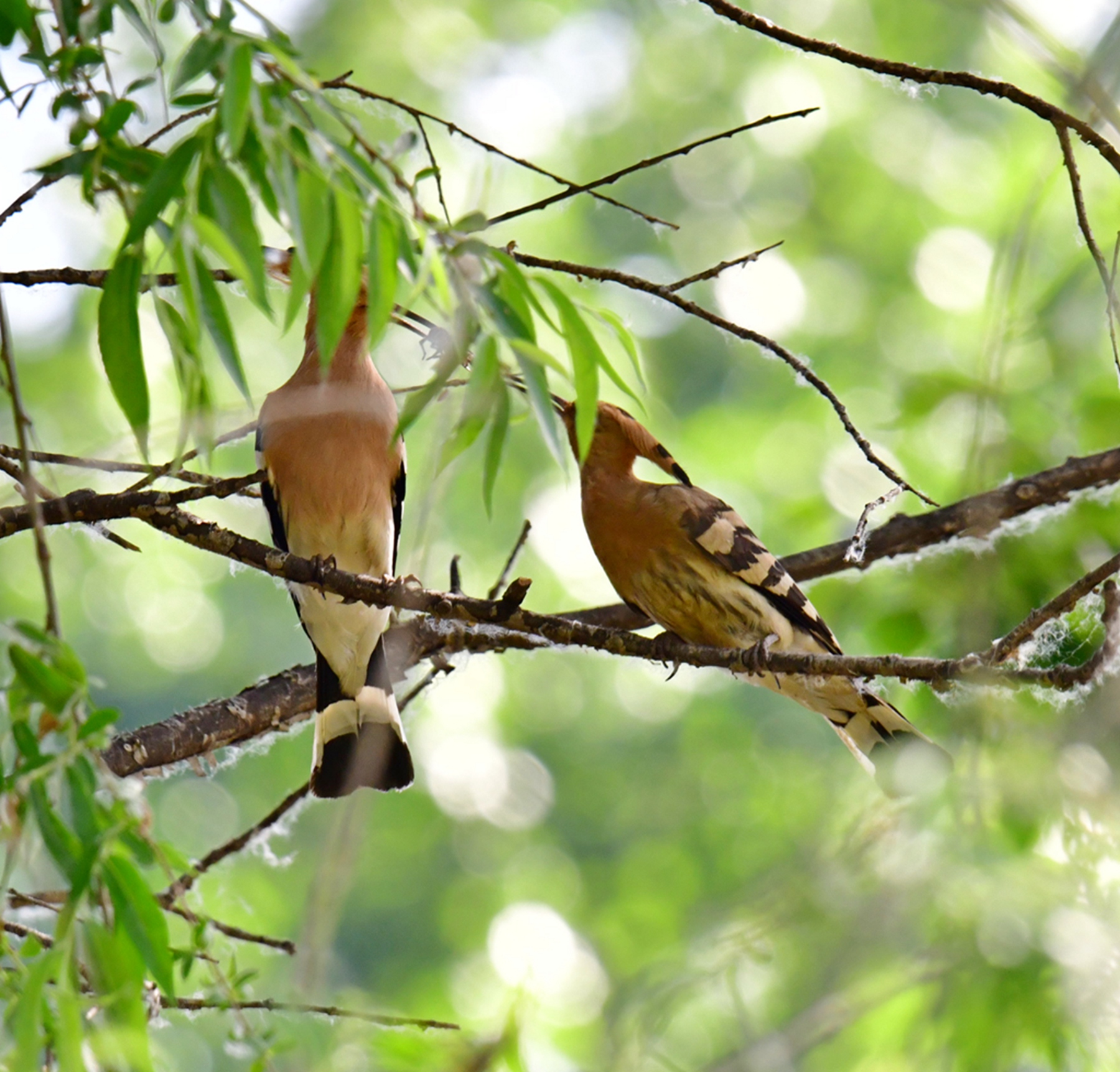 DSC_5978.jpg