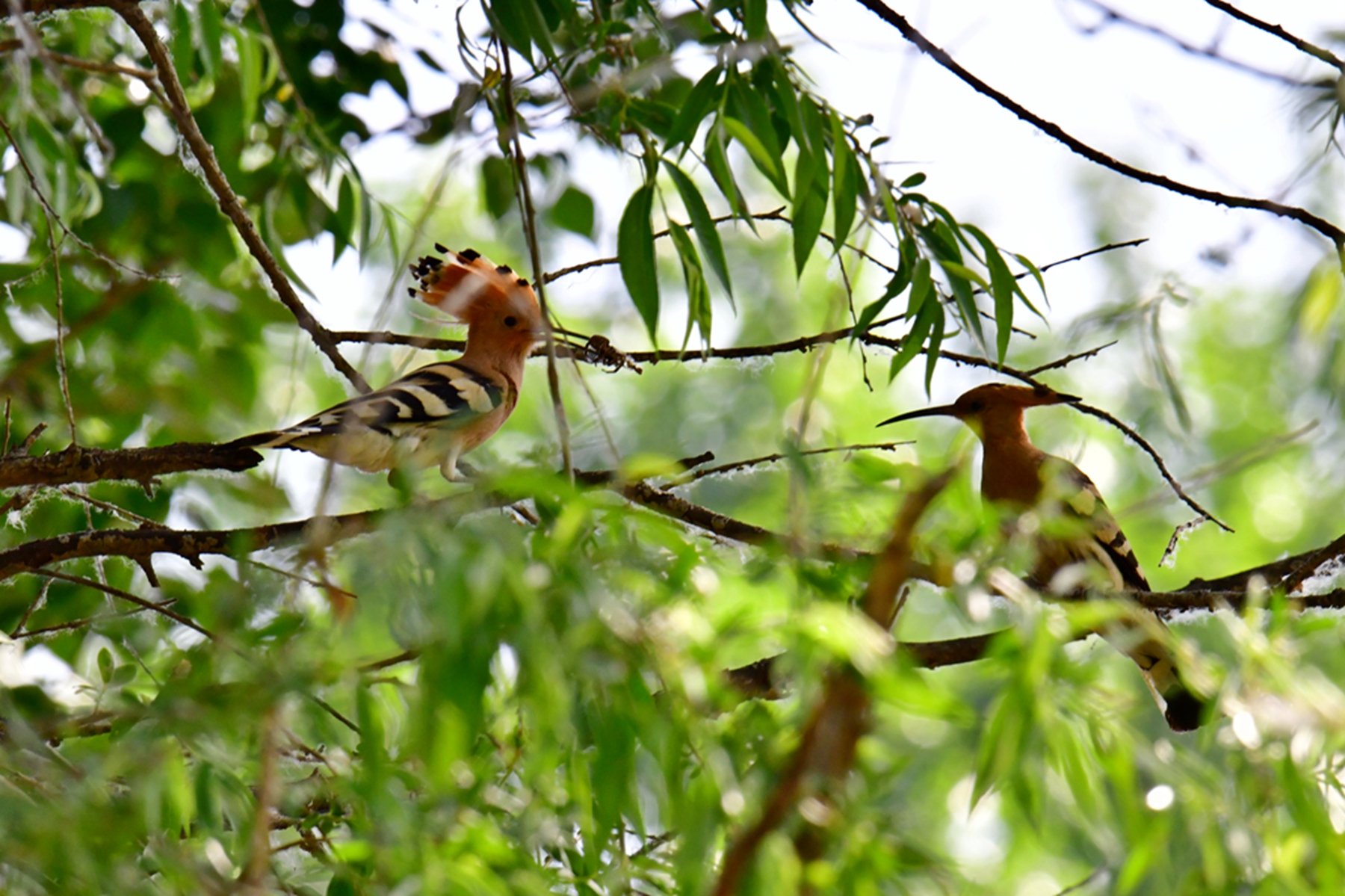 DSC_6019.jpg