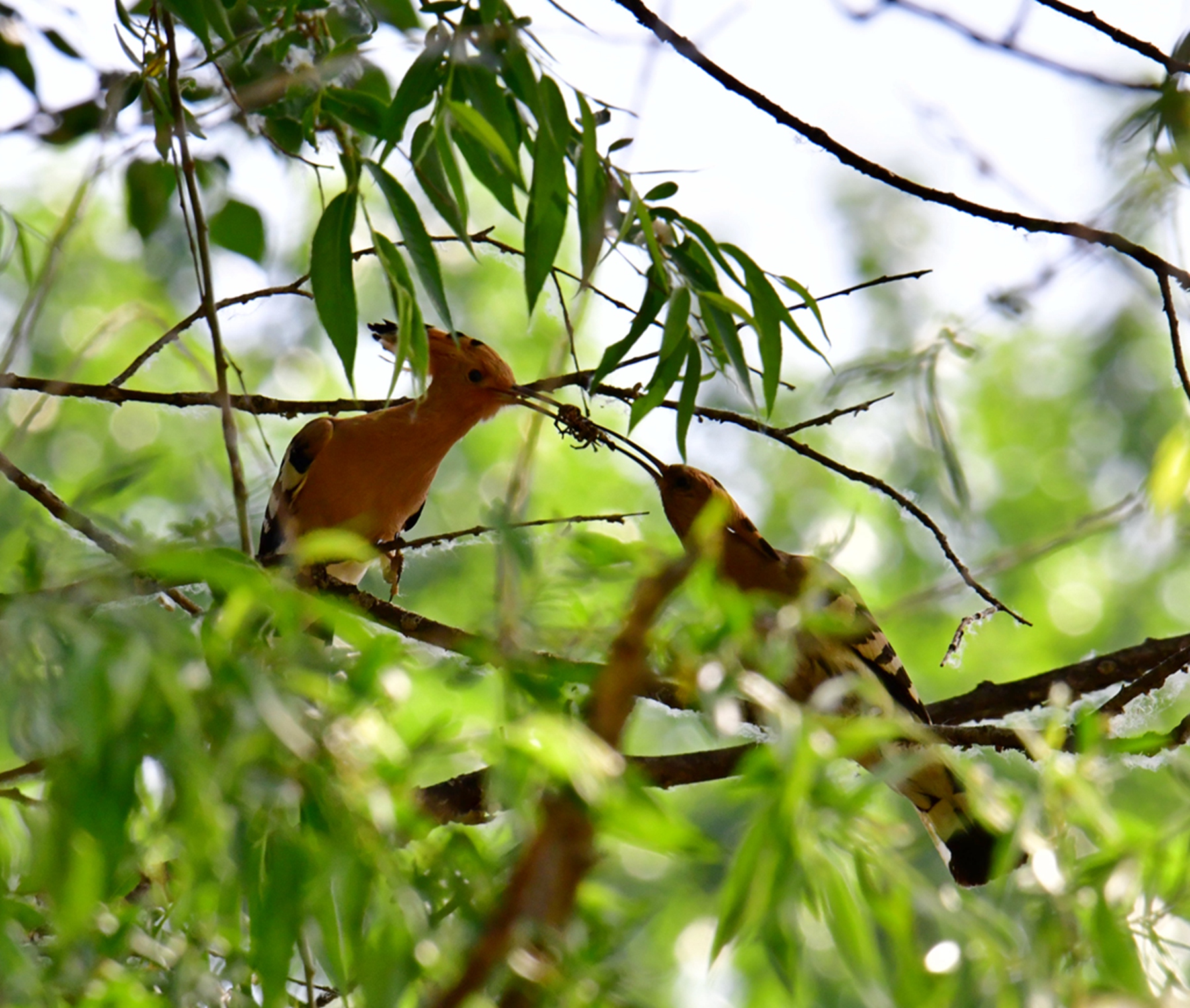 DSC_6022.jpg