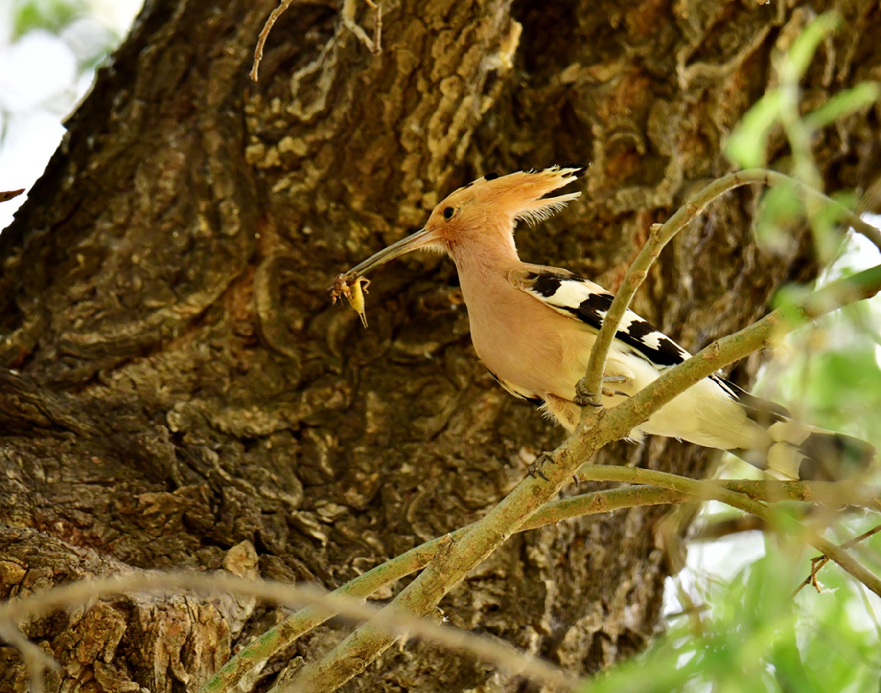 DSC_6055.jpg
