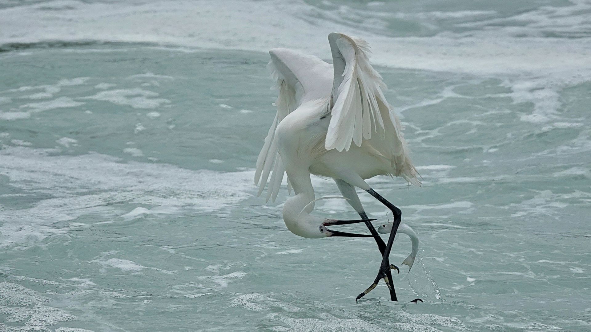 ���ƶ���