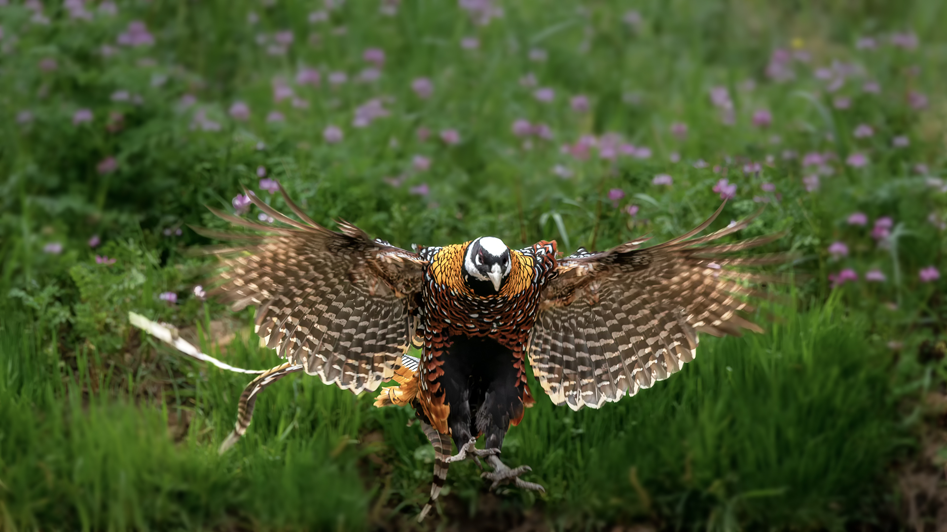 DSC_0942-����ǿ-NR ͼ1.jpg