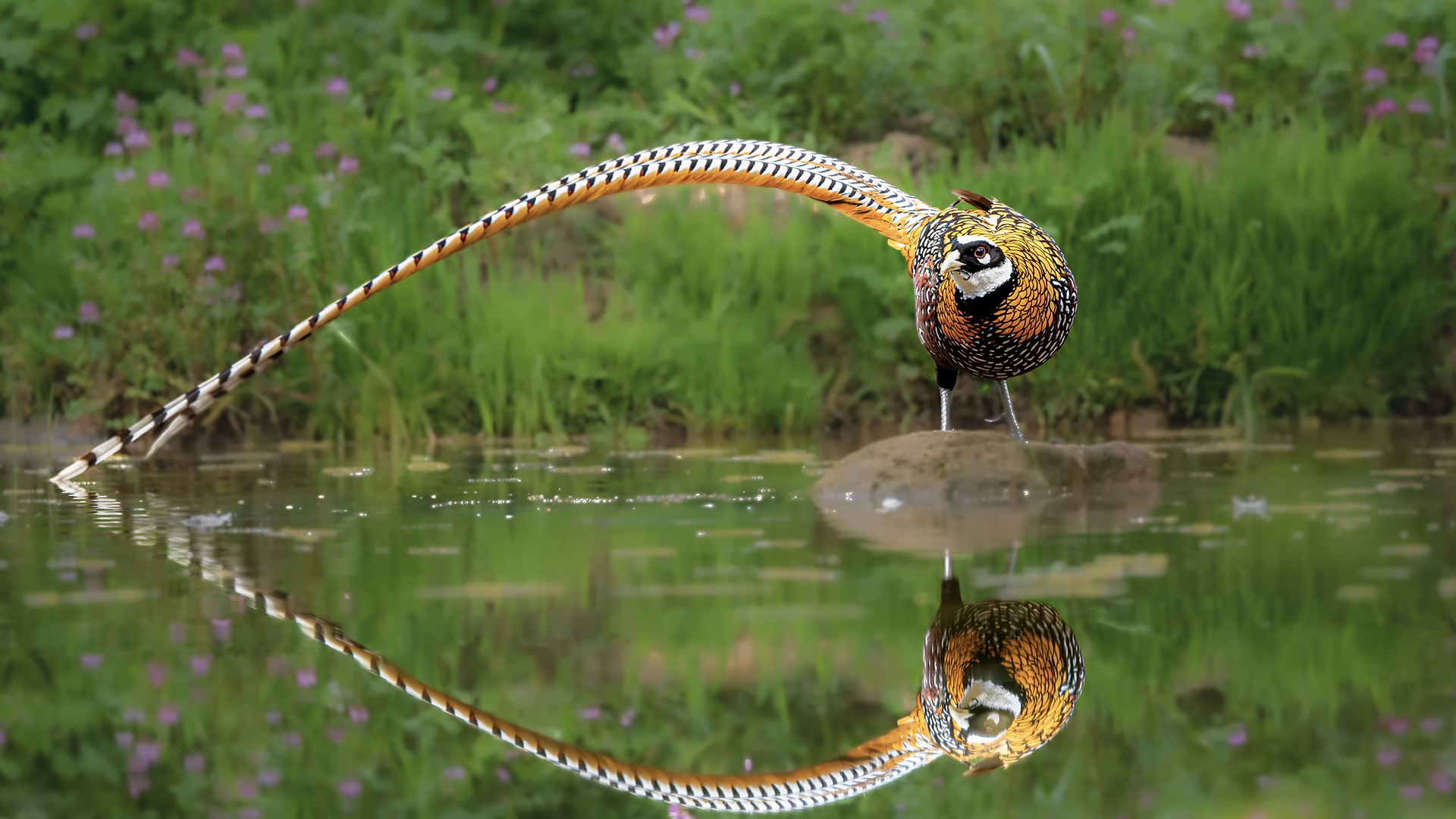 DSC_0963-����ǿ-NR ͼ2.jpg