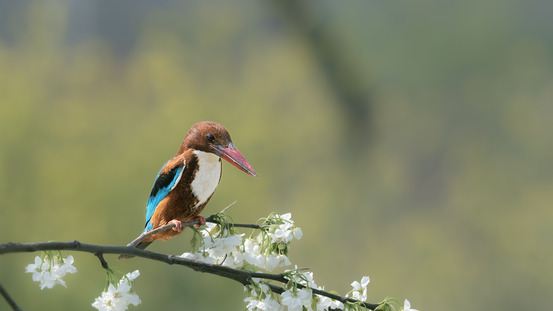 DSC_6376-����ǿ-NR ͼ3.jpg