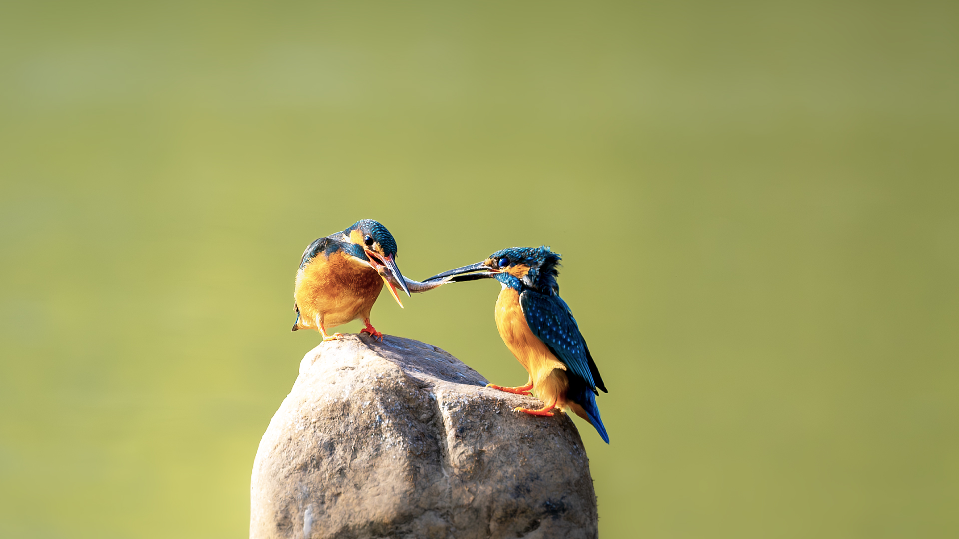 DSC_6543-����ǿ-NR ����.jpg