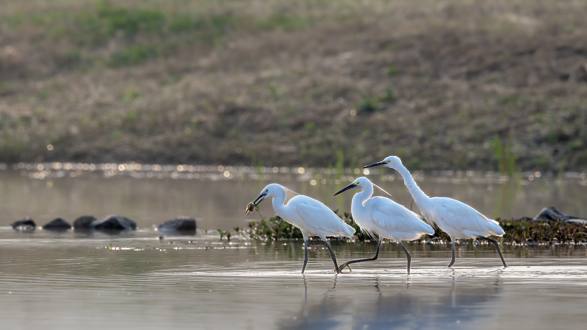 DSC_7602-����ǿ-NR ͼ10.jpg