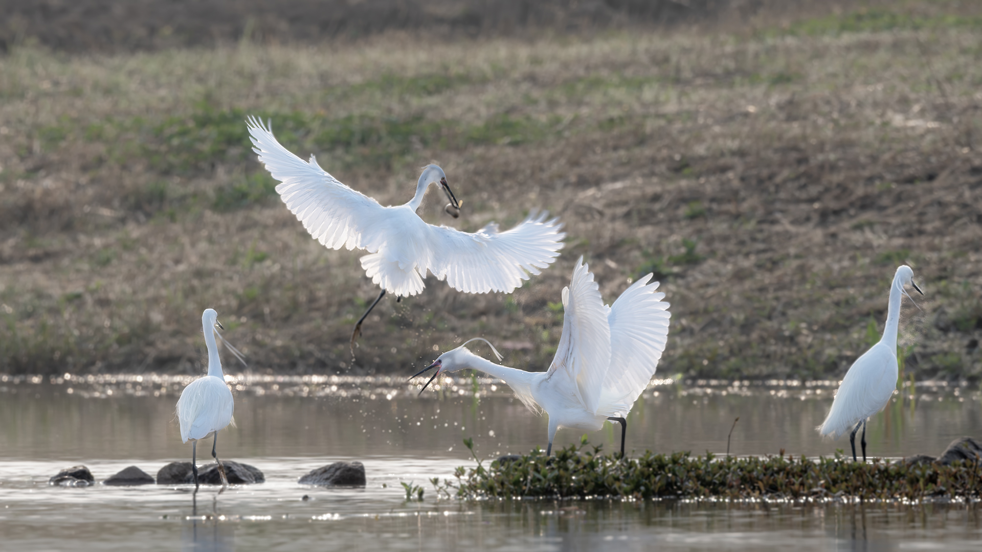 DSC_7767-����ǿ-NR ͼ11.jpg