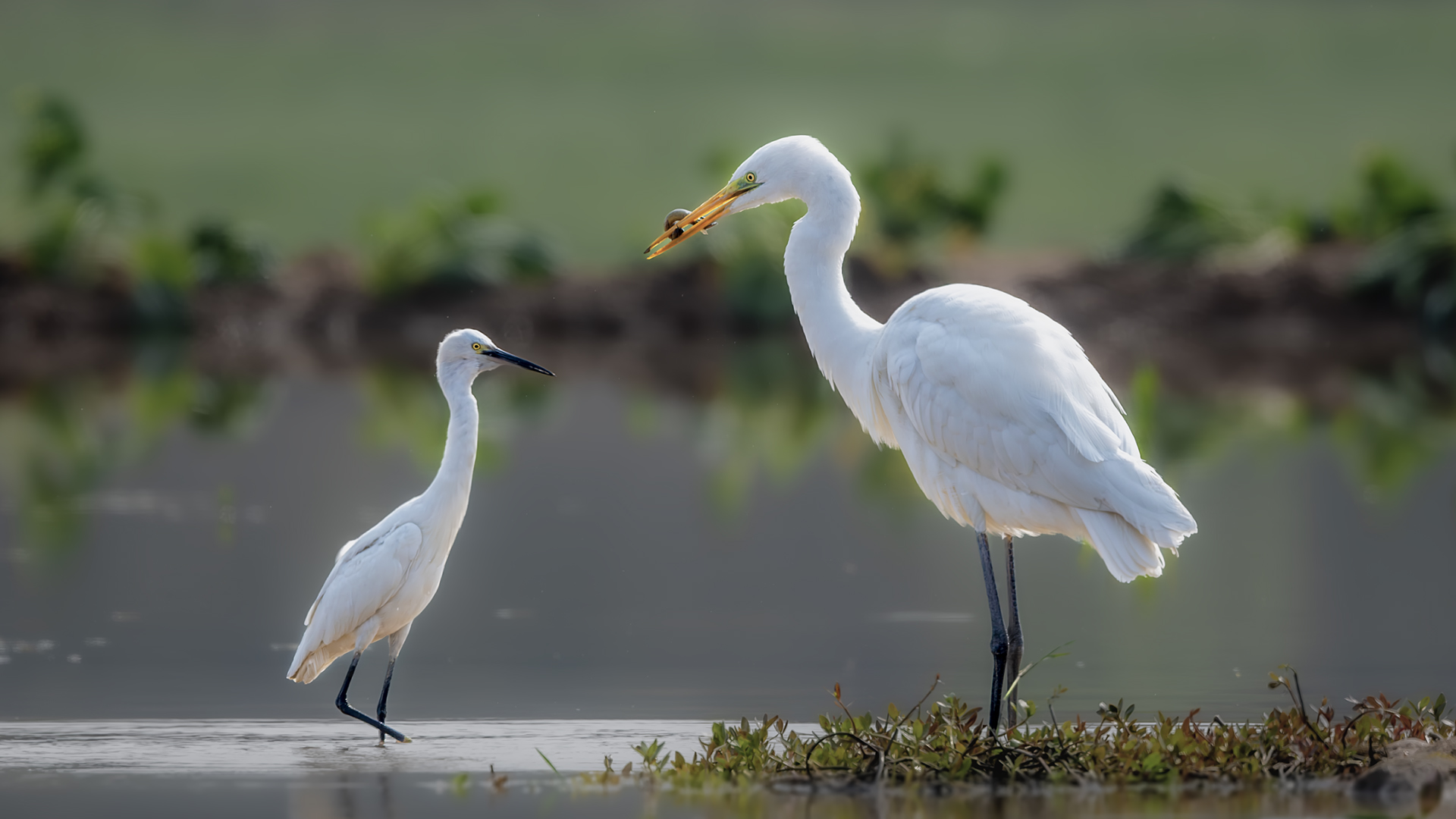 DSC_8619-����ǿ-NR ͼ13.jpg