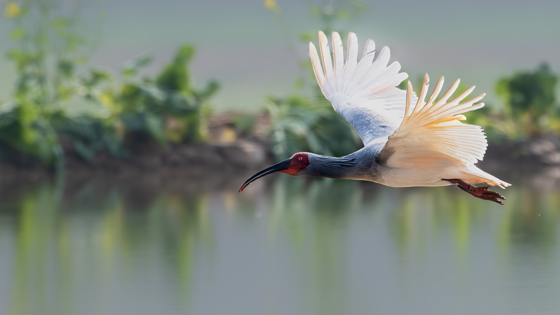 DSC_8213-����ǿ-NR ͼ14.jpg