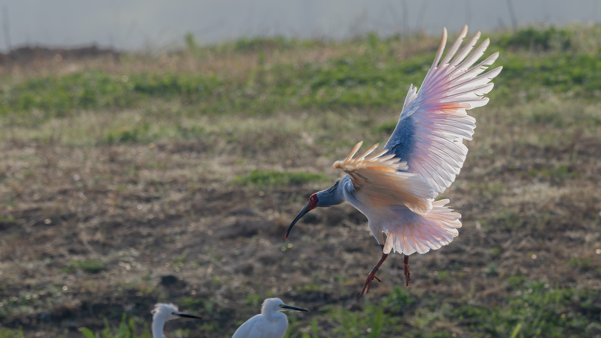 DSC_7858-����ǿ-NR ͼ15.jpg