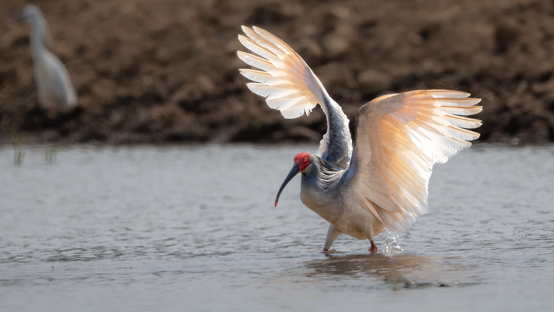 DSC_9050-����ǿ-NR 17.jpg