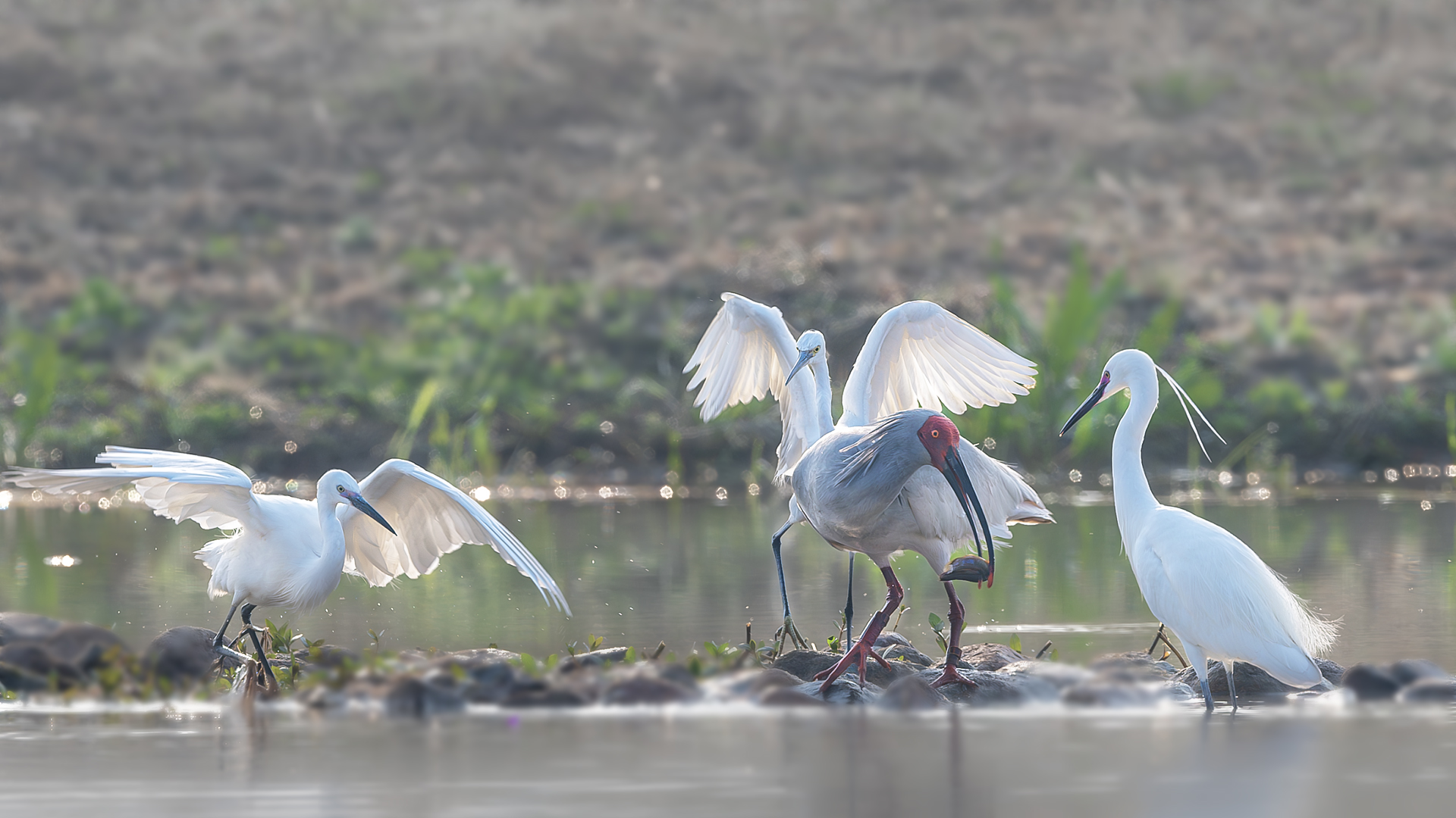 DSC_7895-����ǿ-NR ͼ18.jpg