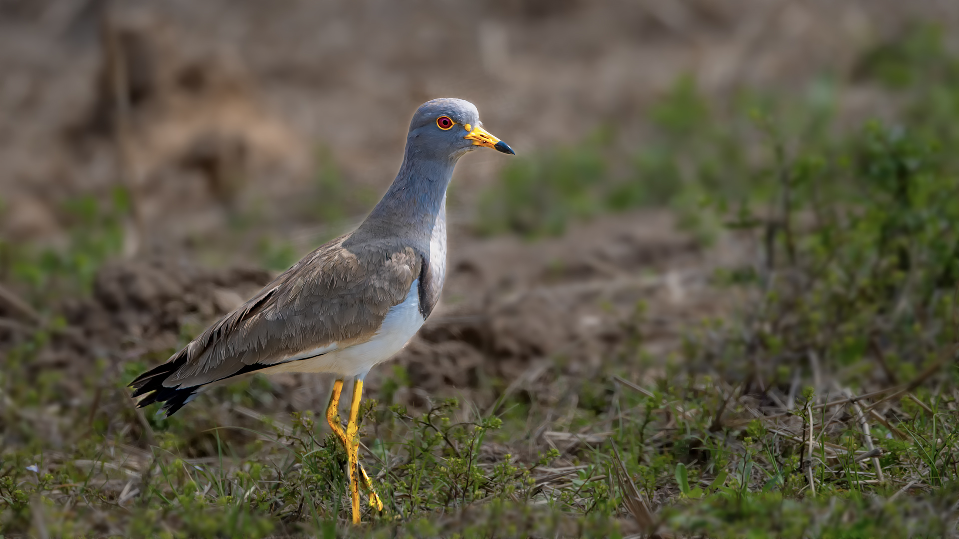 DSC_9441-����ǿ-NR 21.jpg