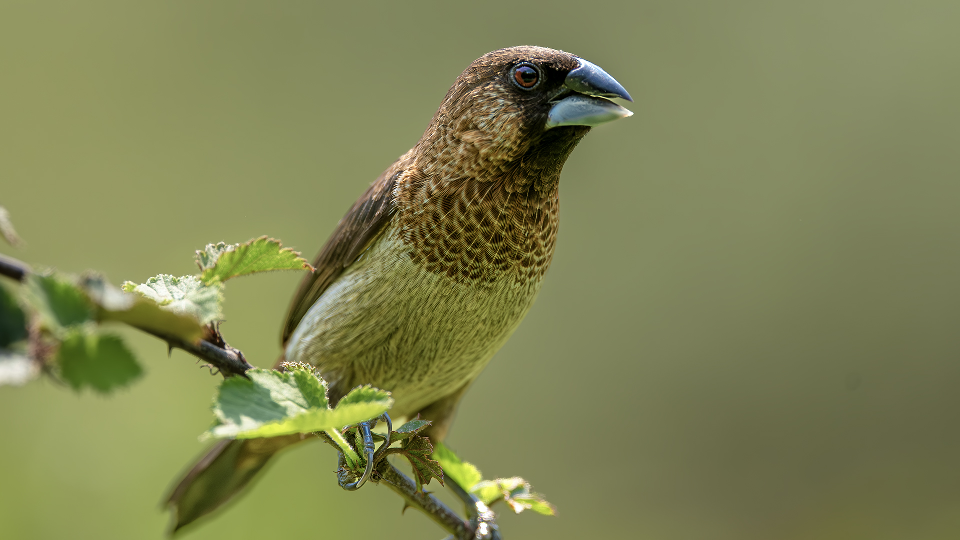 DSC_2813-����ǿ-NR ͼ25.jpg